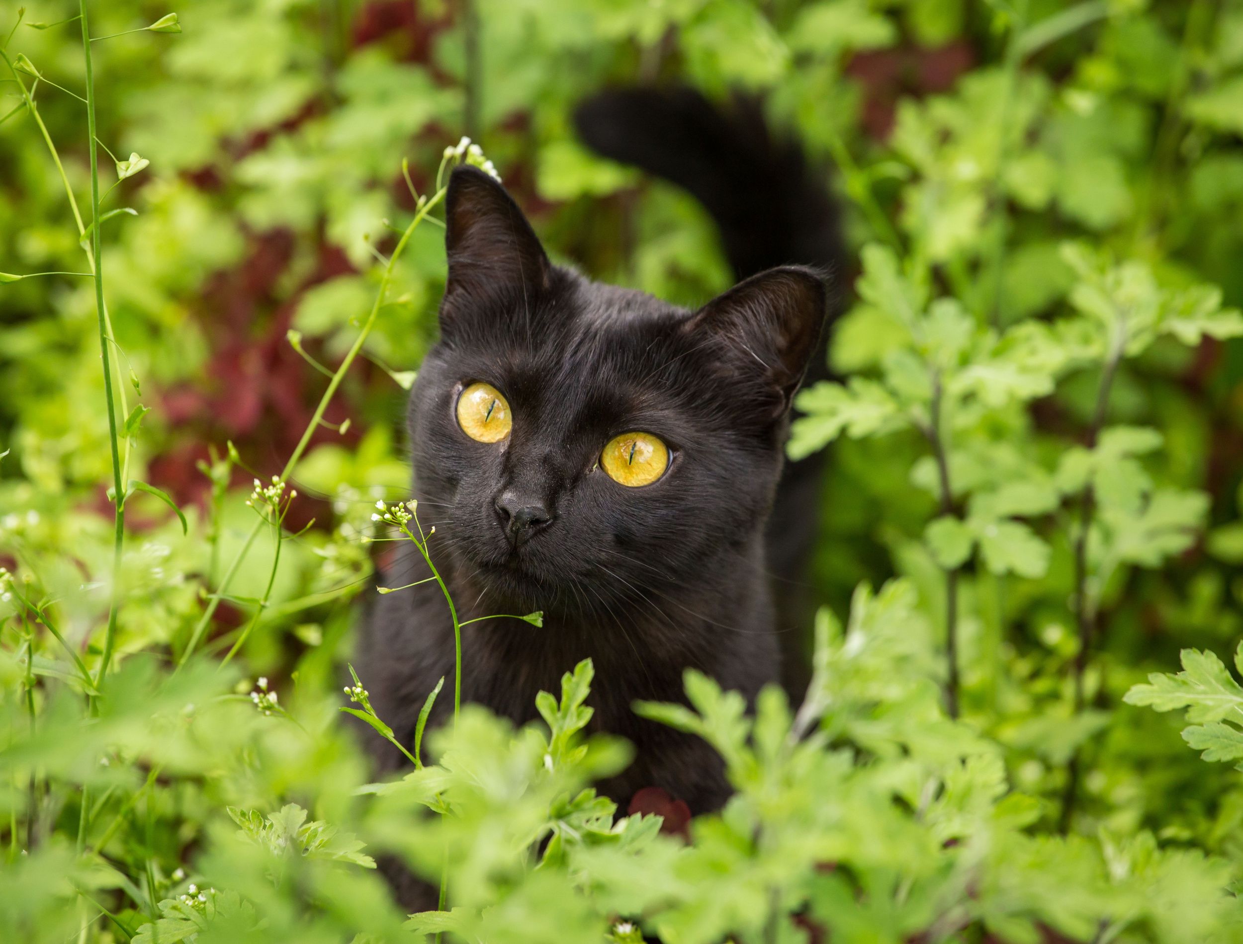 6 plants that repel cats from your garden
