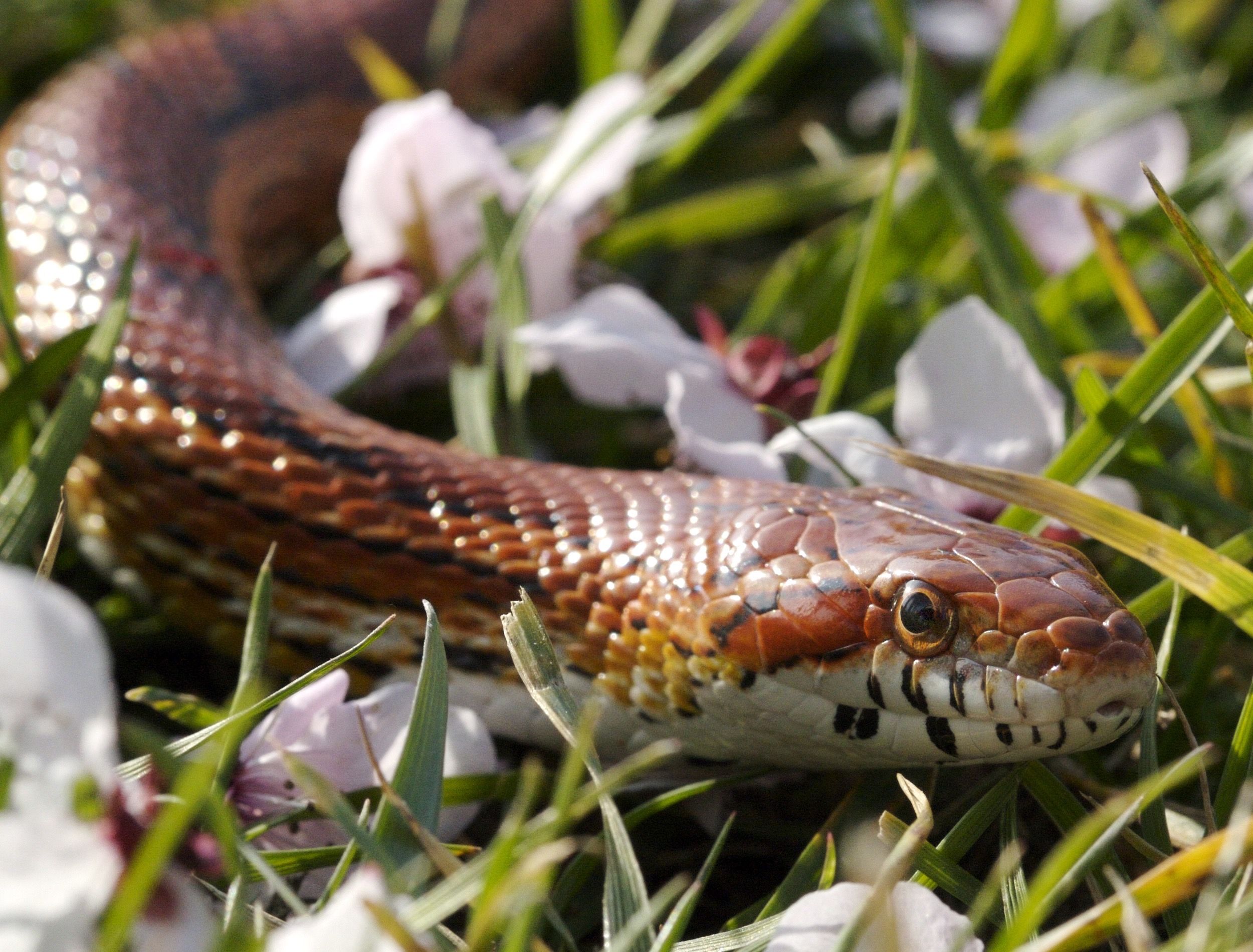 Snake in Garden Among Flowers