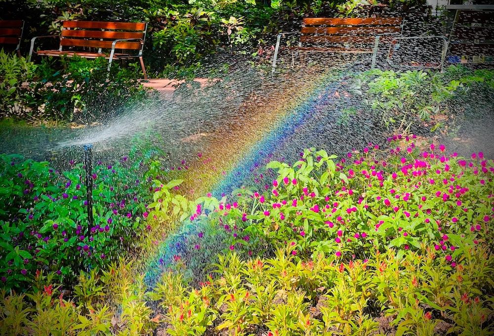 Hose vs Sprinkler What's Better For Your Lawn?
