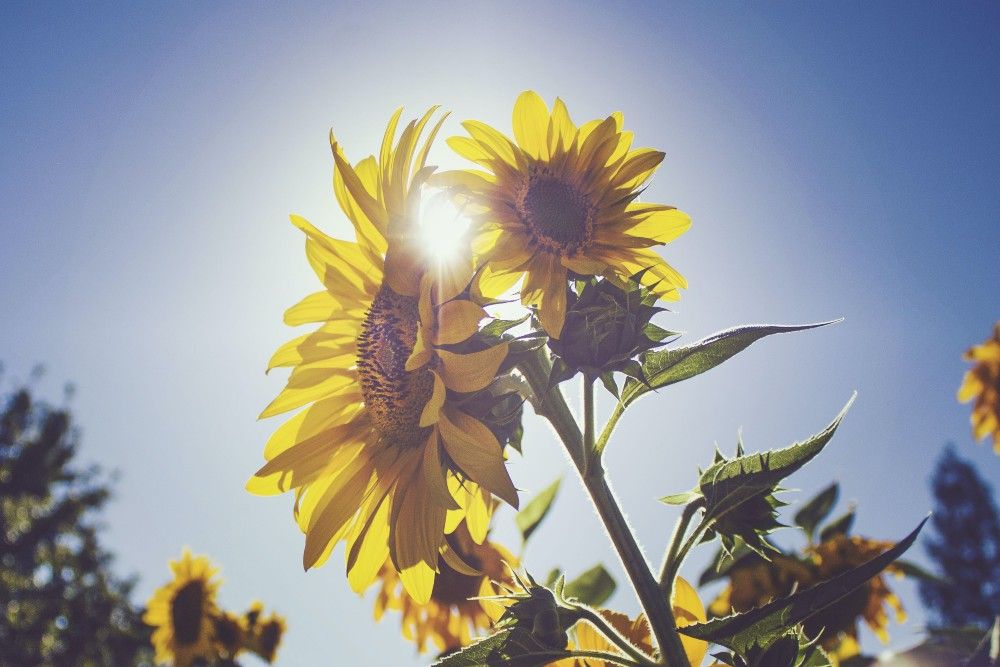 sunflowers in sunlight