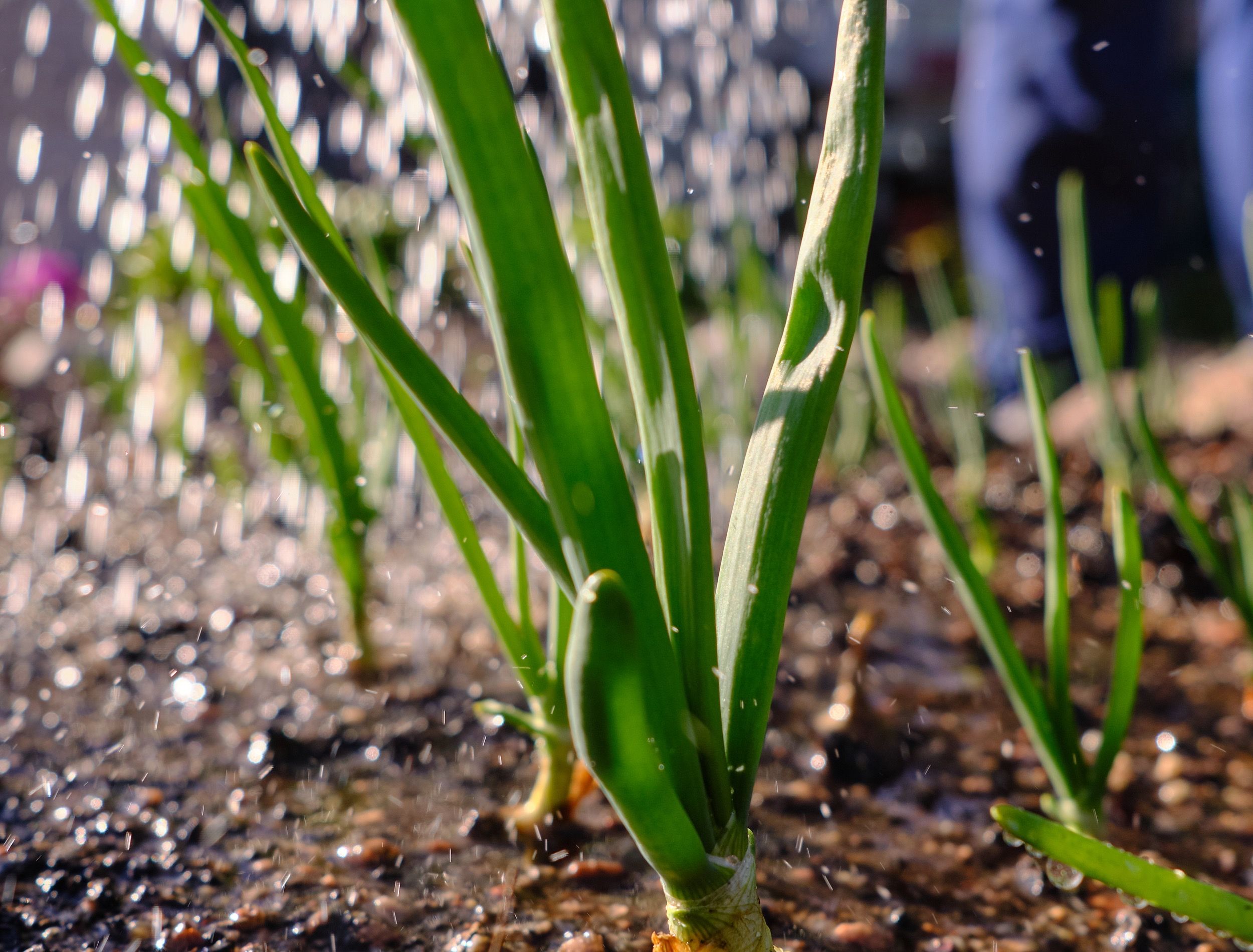 How Often to Water Your Onion Plants