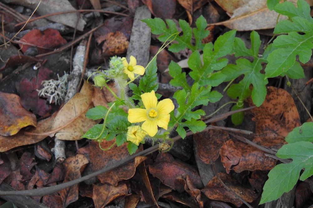 Should You Pinch off Watermelon Flowers?