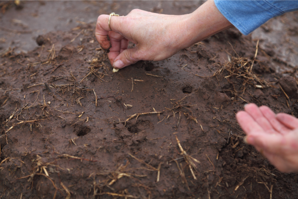 How to Grow Squash Vertically