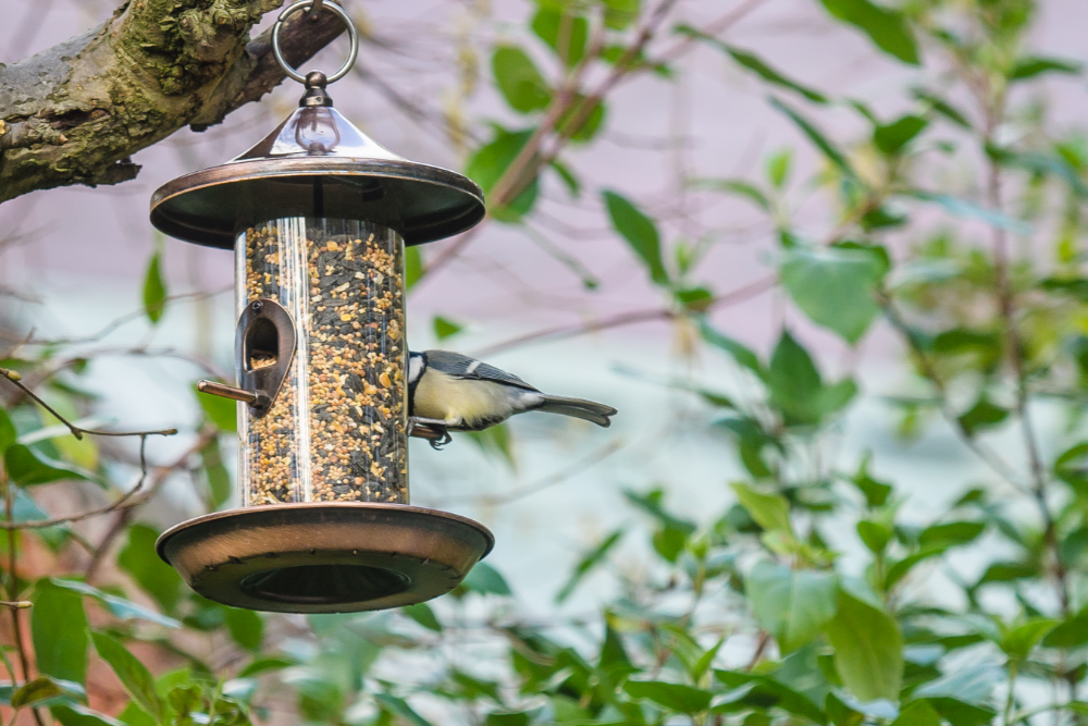 6 Ways to Prevent Birds From Eating Your Blueberries