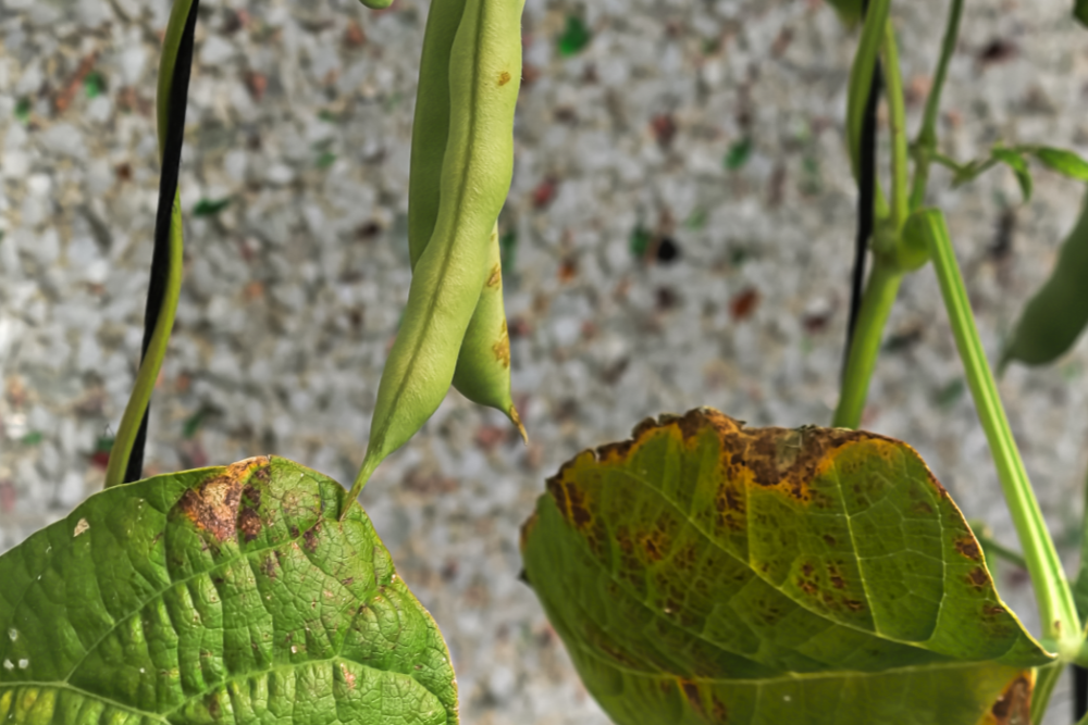 How to Properly Prune Pole Beans
