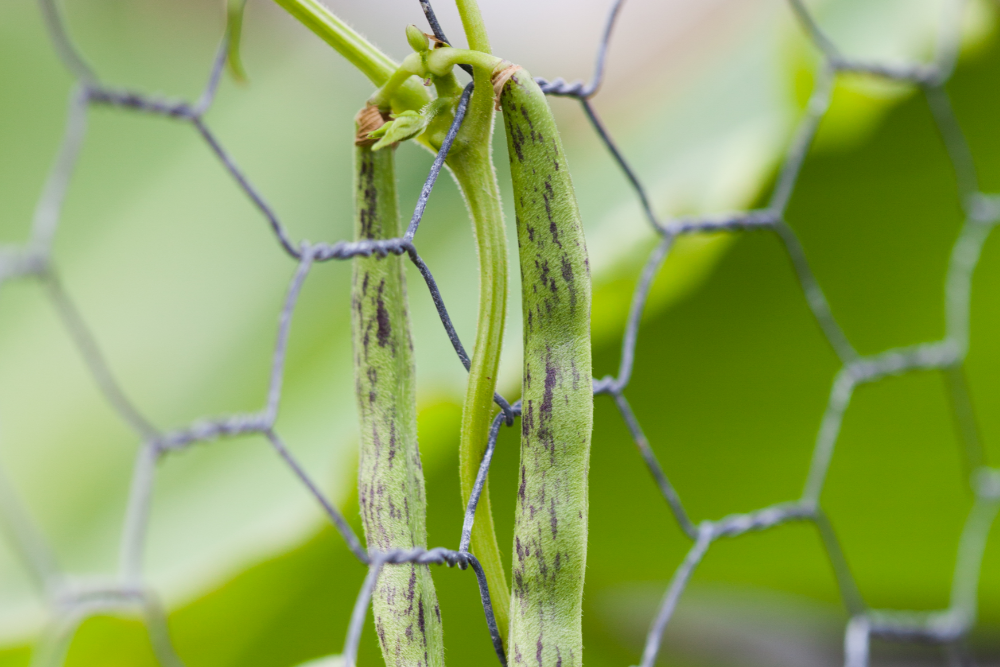 How to Properly Prune Pole Beans