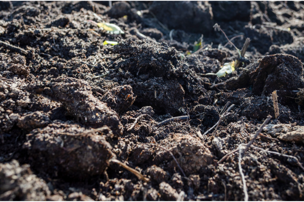 Why Mold is Growing in Your Garden Soil