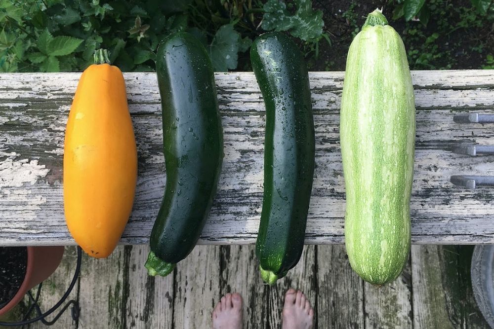 How To Harvest Your Summer Squash