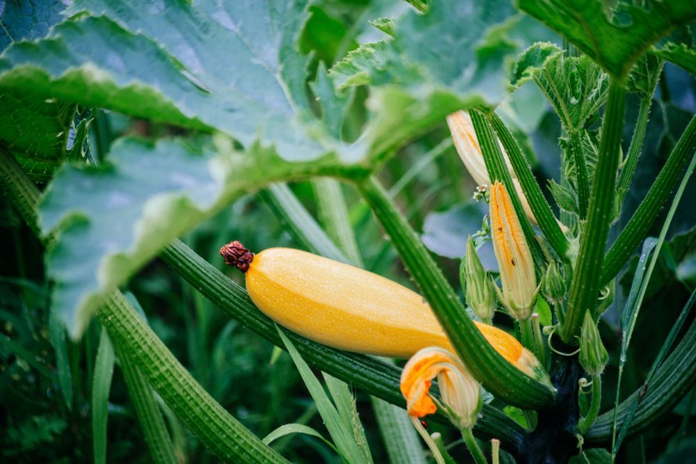 How To Harvest Your Summer Squash