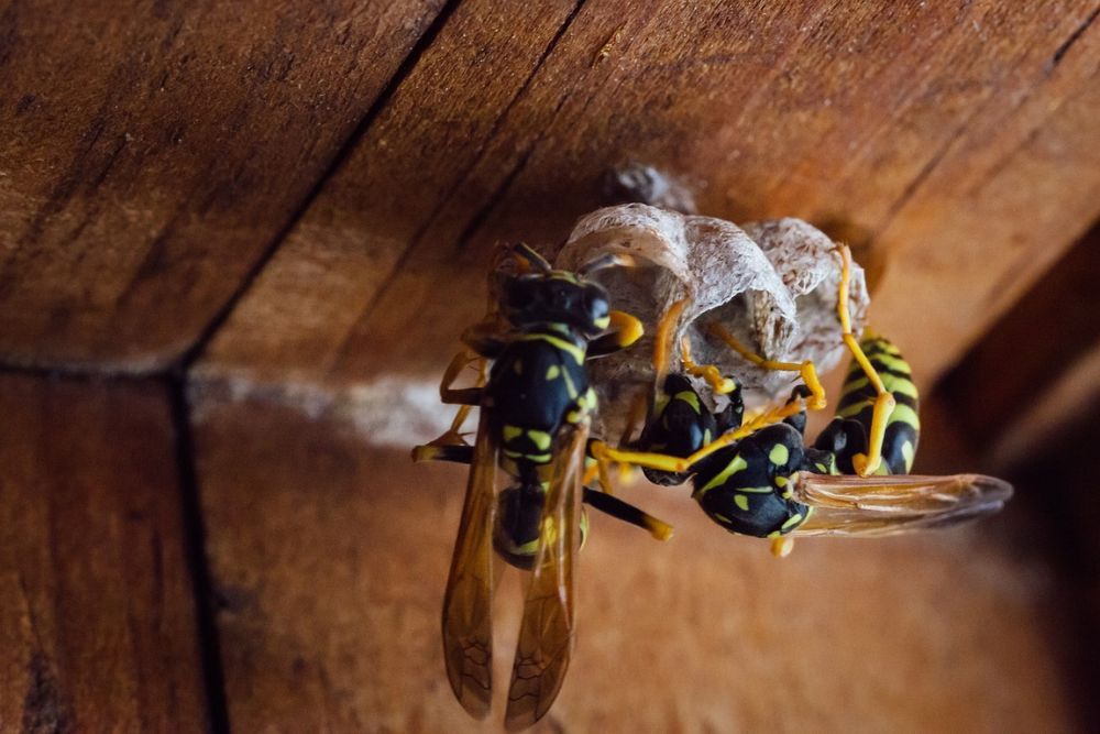 How to Use Vinegar to Repel Wasps From Your Yard
