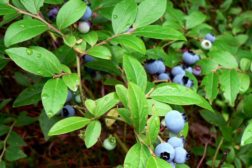 Why You Should Add Epsom Salt to Your Blueberry Bushes