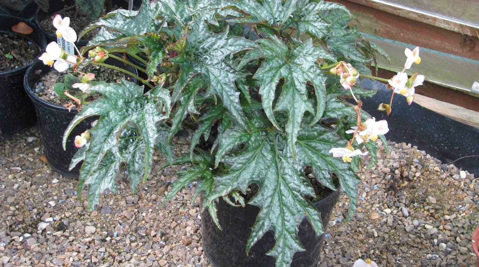 5 Tips For Caring For Potted Begonias