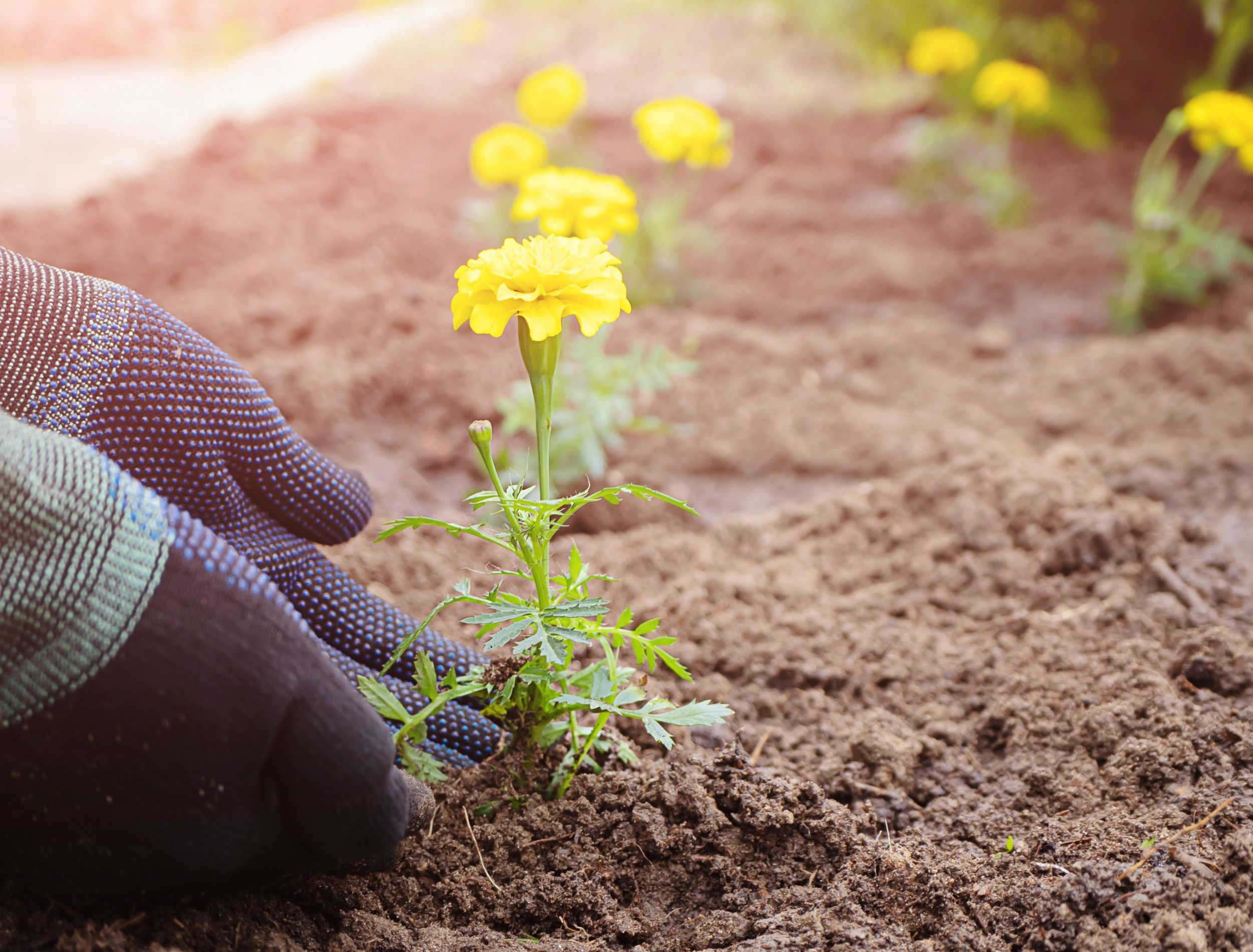 The Best Mulch For Marigolds