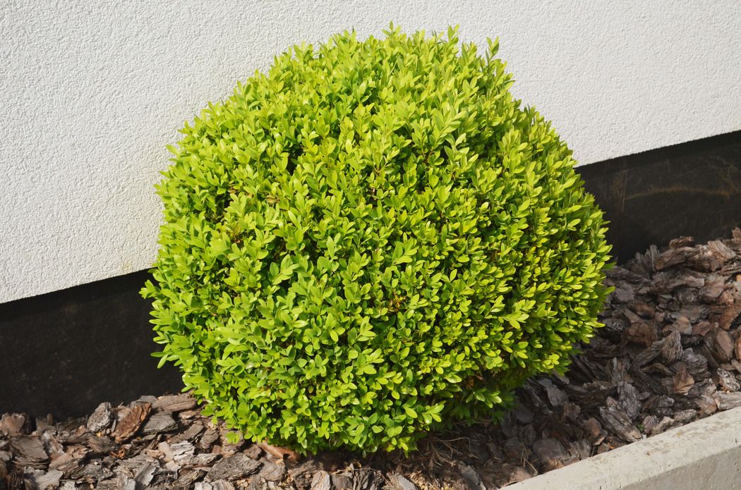 The Best Mulch for Boxwoods