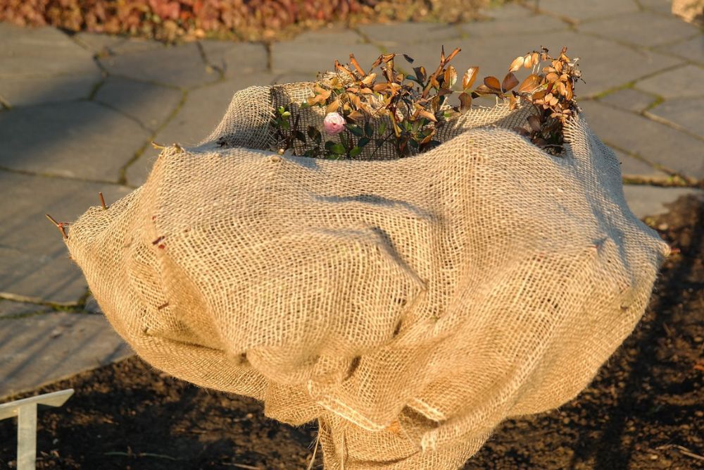 Burlap fabric around a shrub in winter for protection