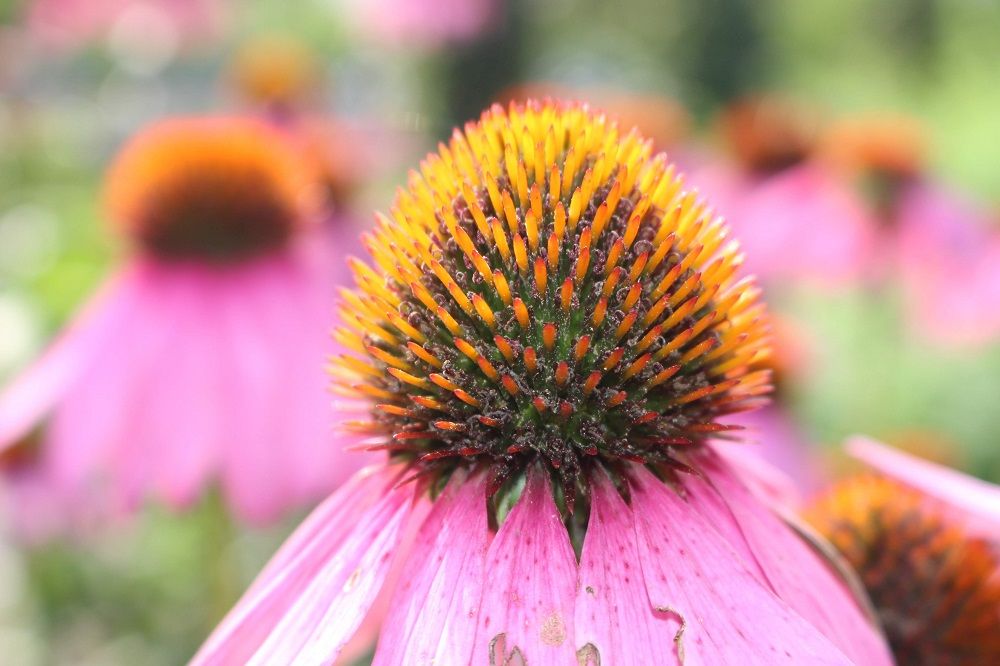5 Tips For Caring For Coneflowers in Fall