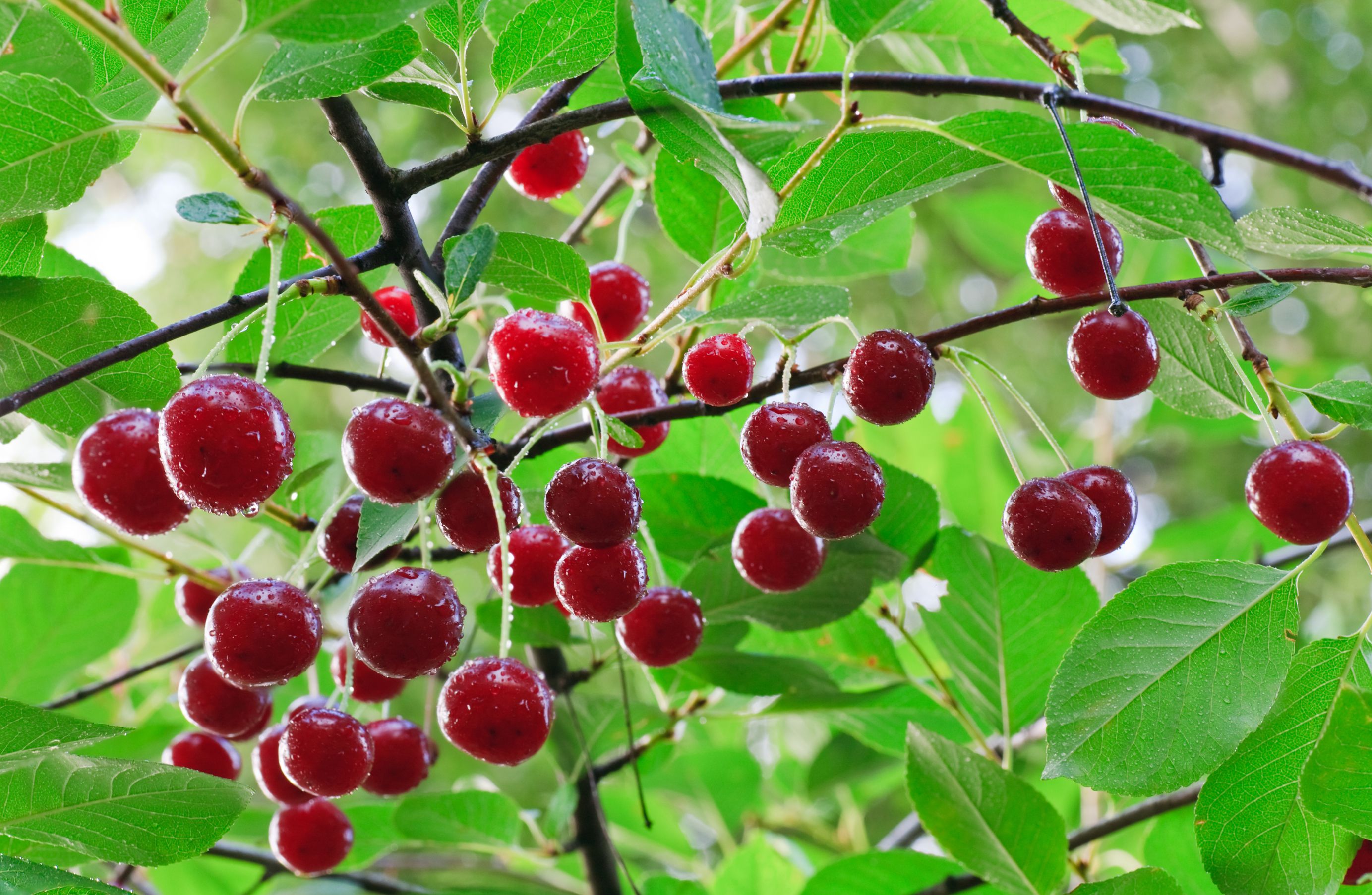 6 Tips For Growing Cherry Trees in Your Garden