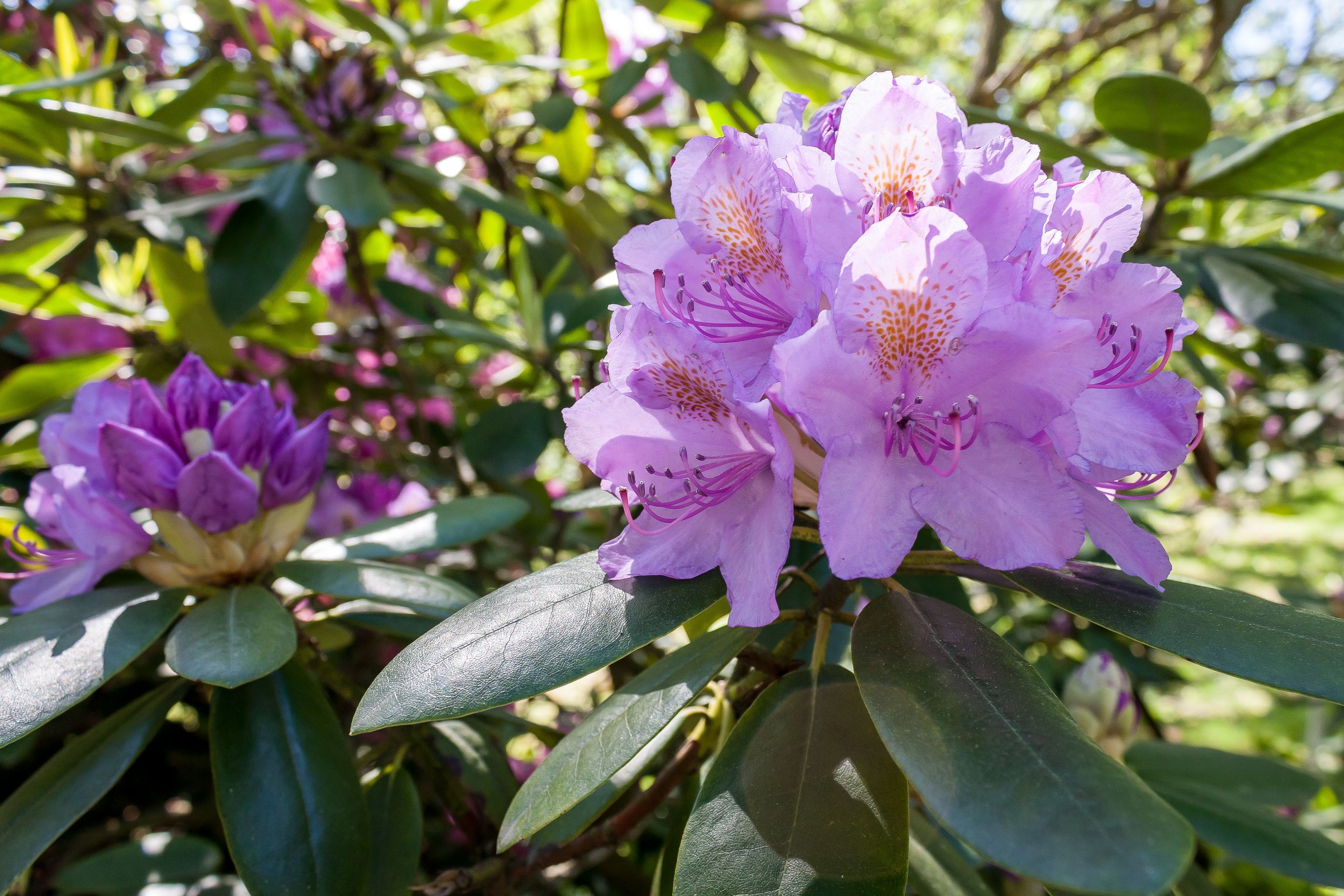 Rhododendrons bloom 