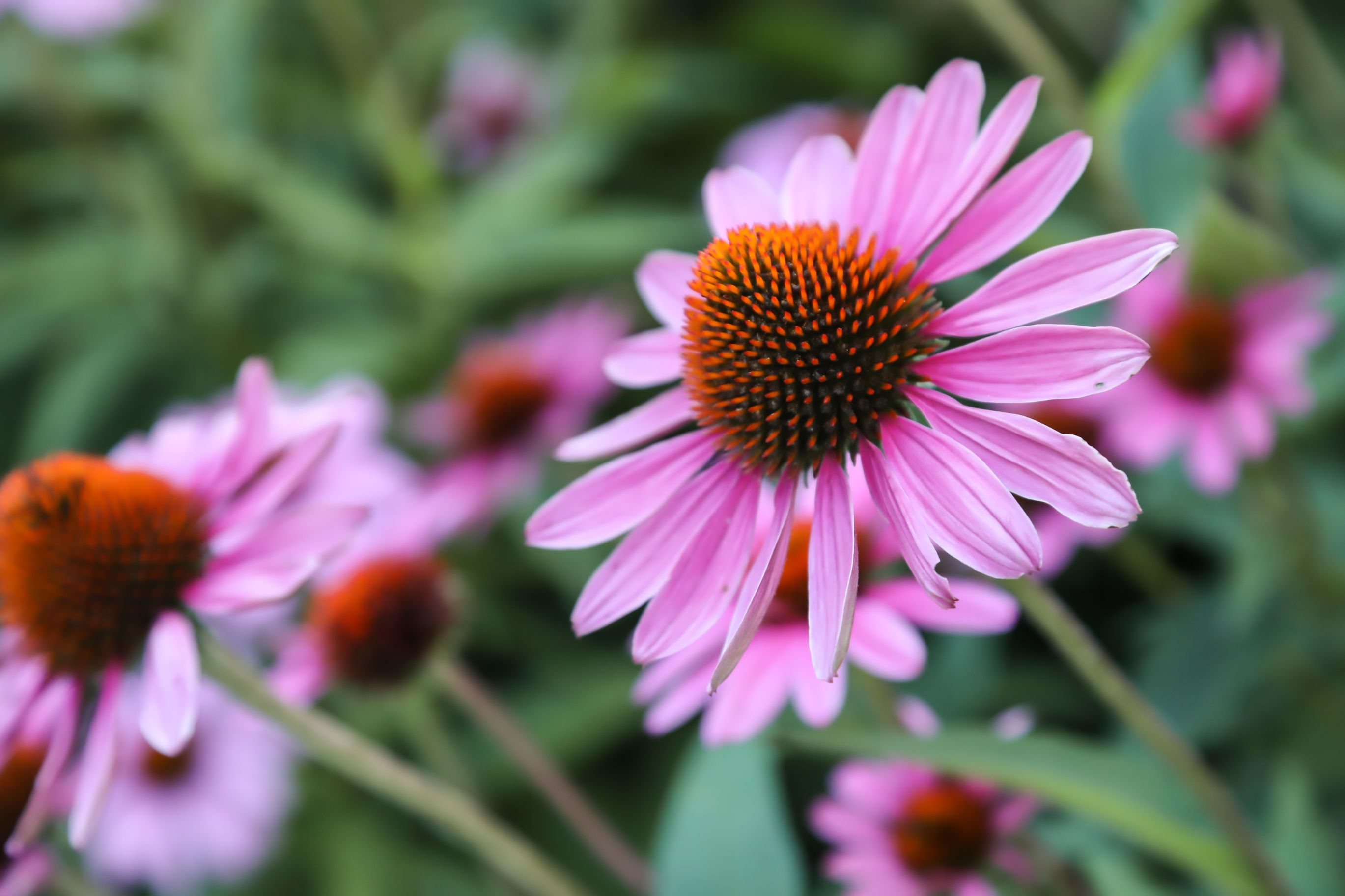 7 Tips For Pruning Your Coneflowers