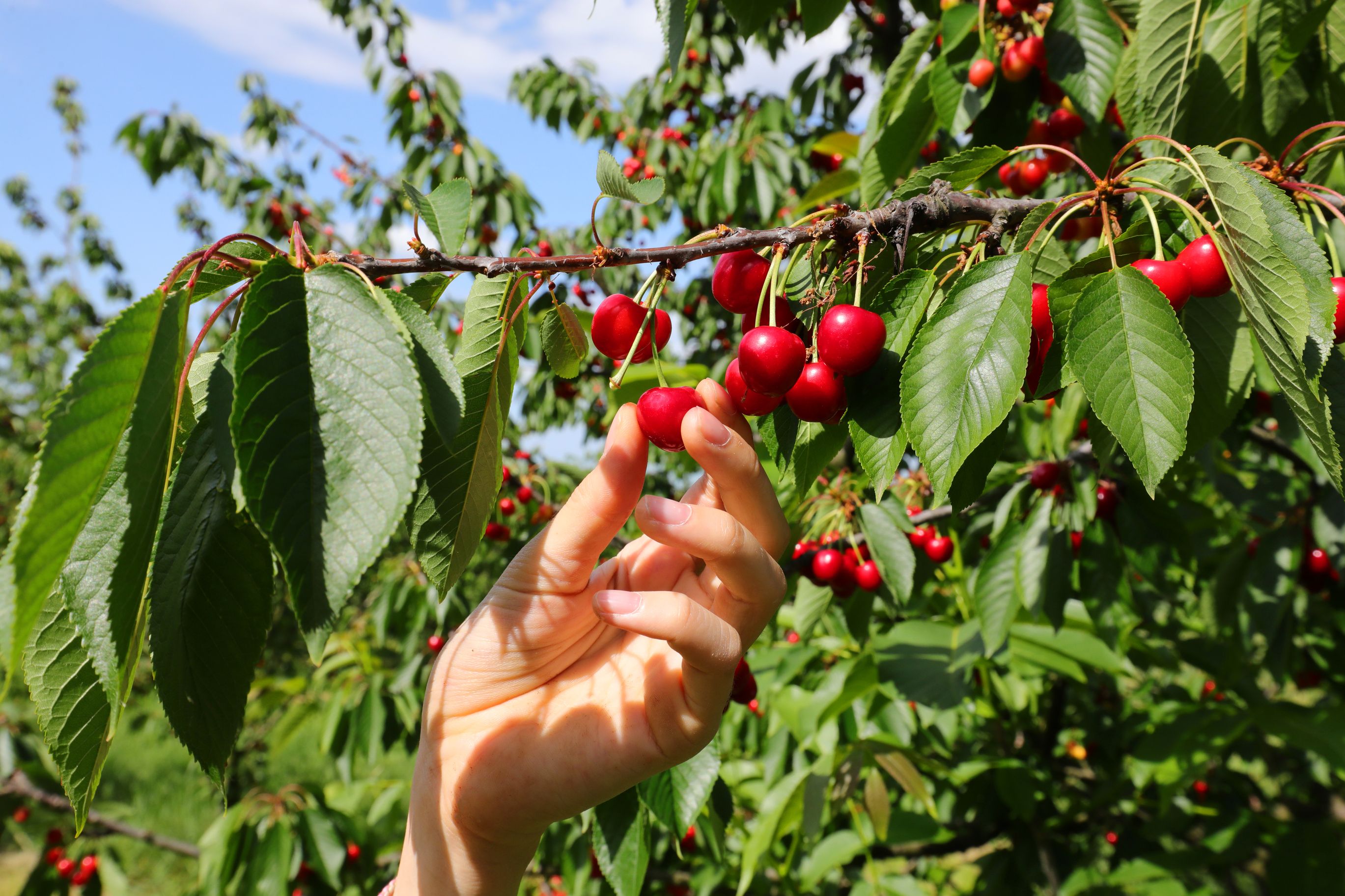 6 Tips For Growing Cherry Trees in Your Garden