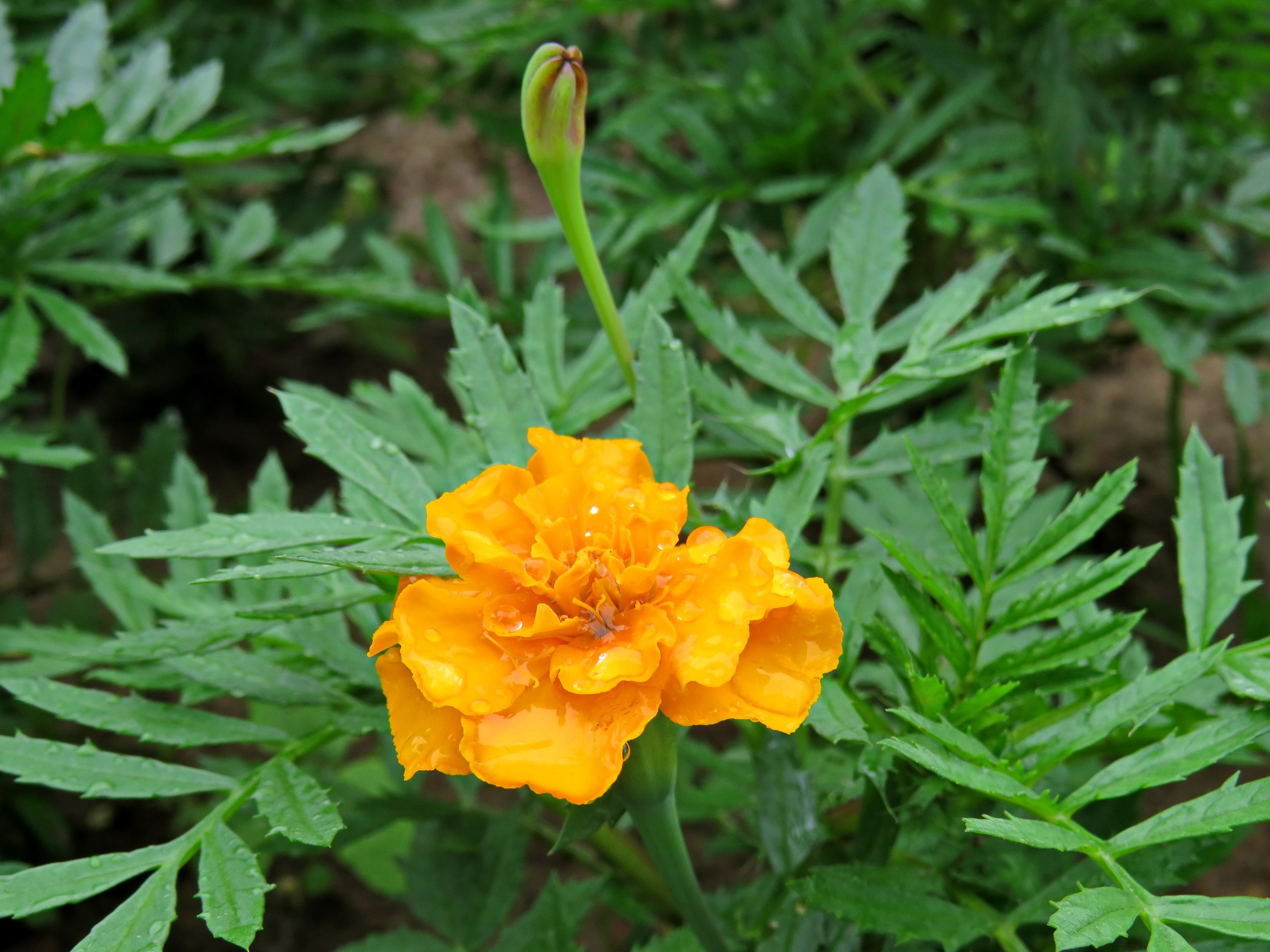5 Best Fertilizers for Marigolds