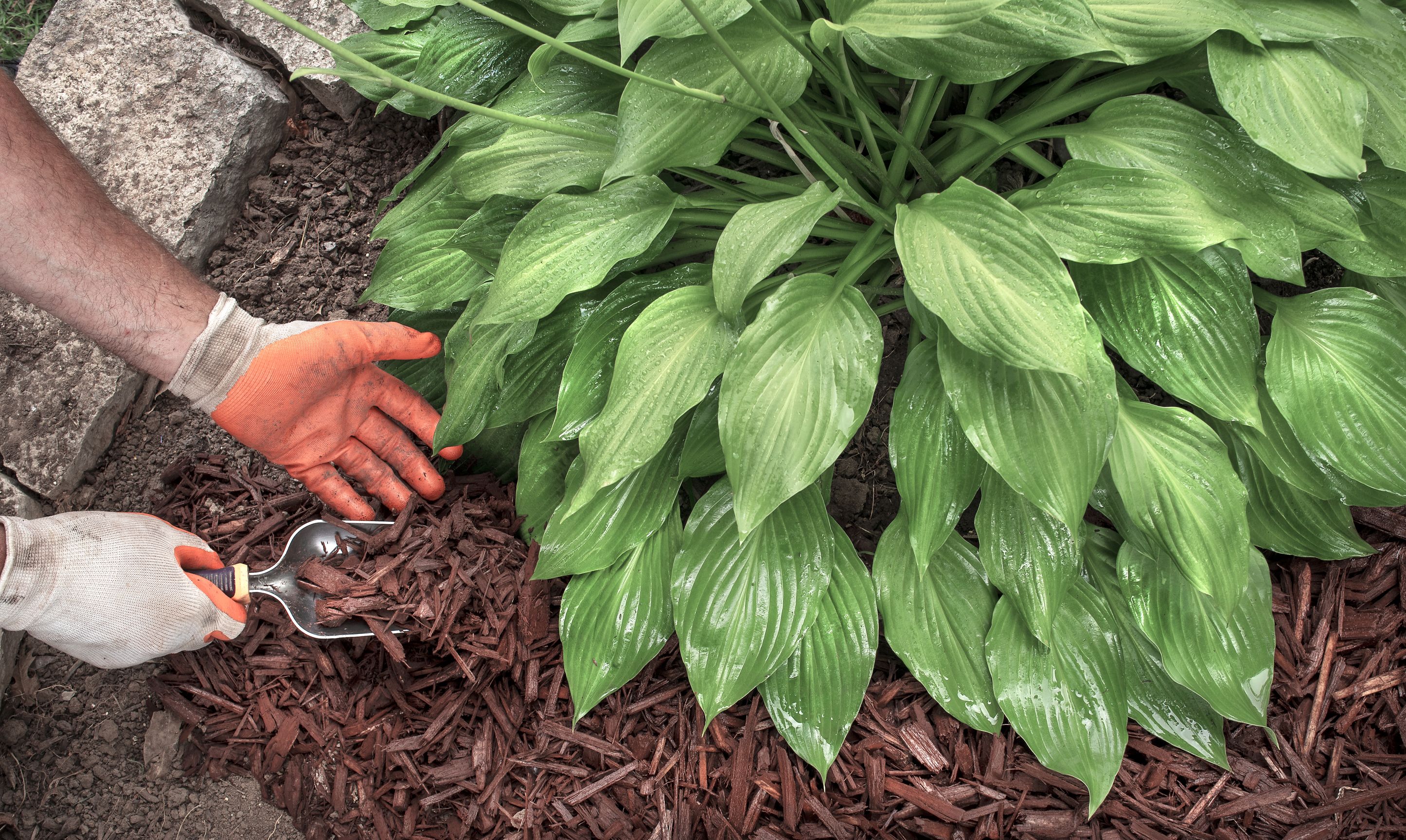 How To Care For Hostas In The Fall   Dreamstime L 191102146 