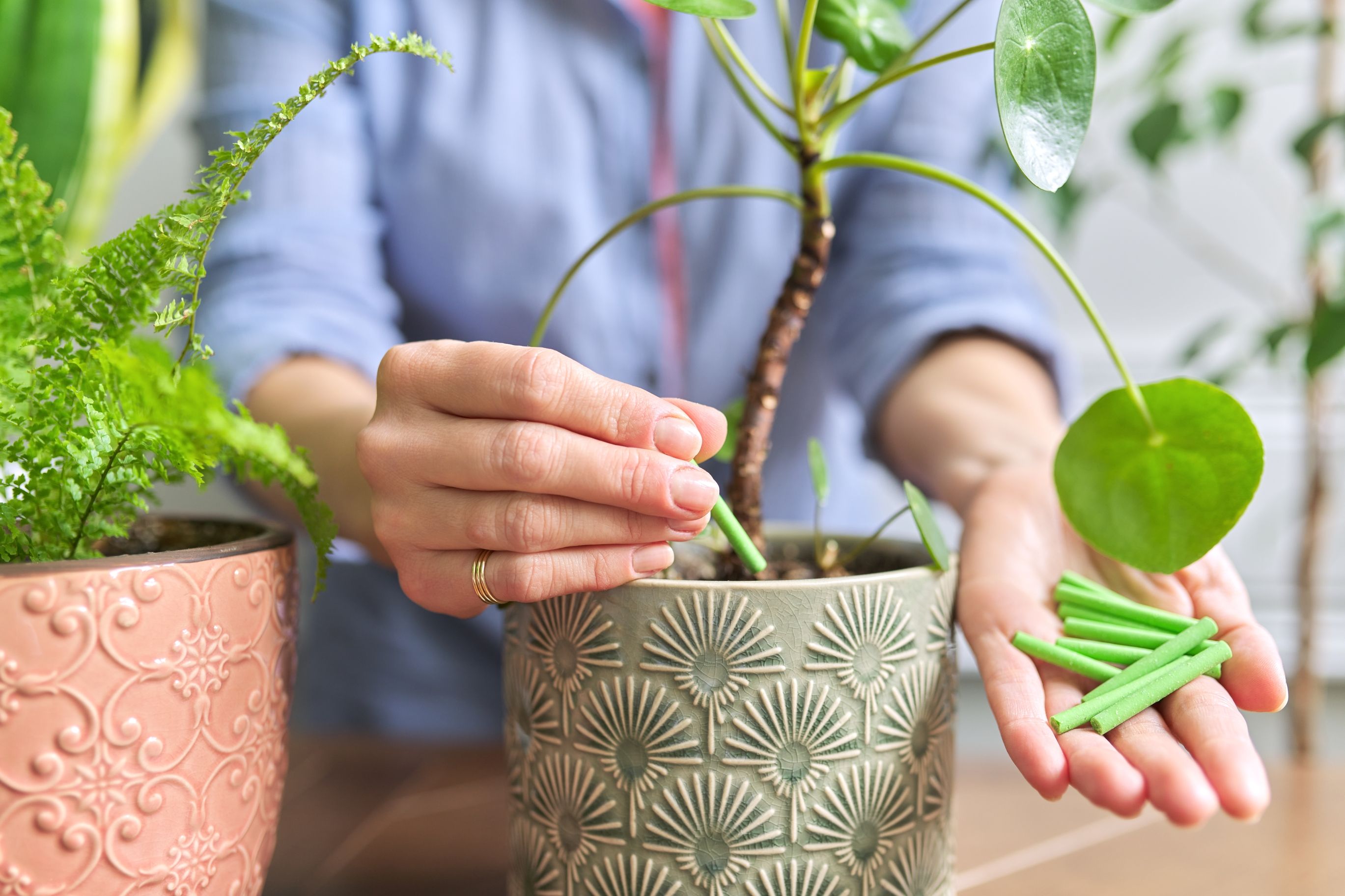 4 Best Fertilizers for Houseplants