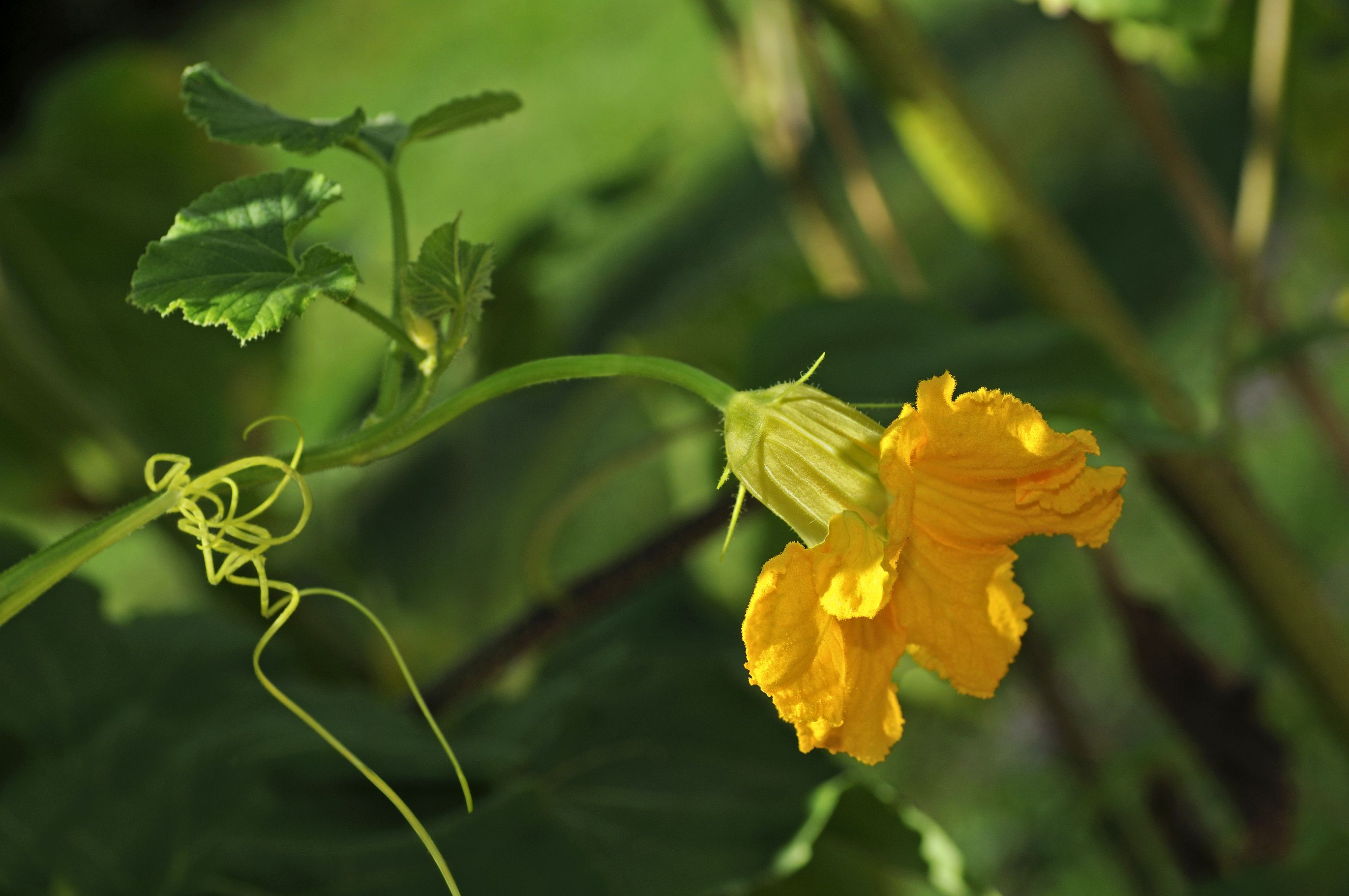 Should You Pinch Off Your Pumpkin Flowers?