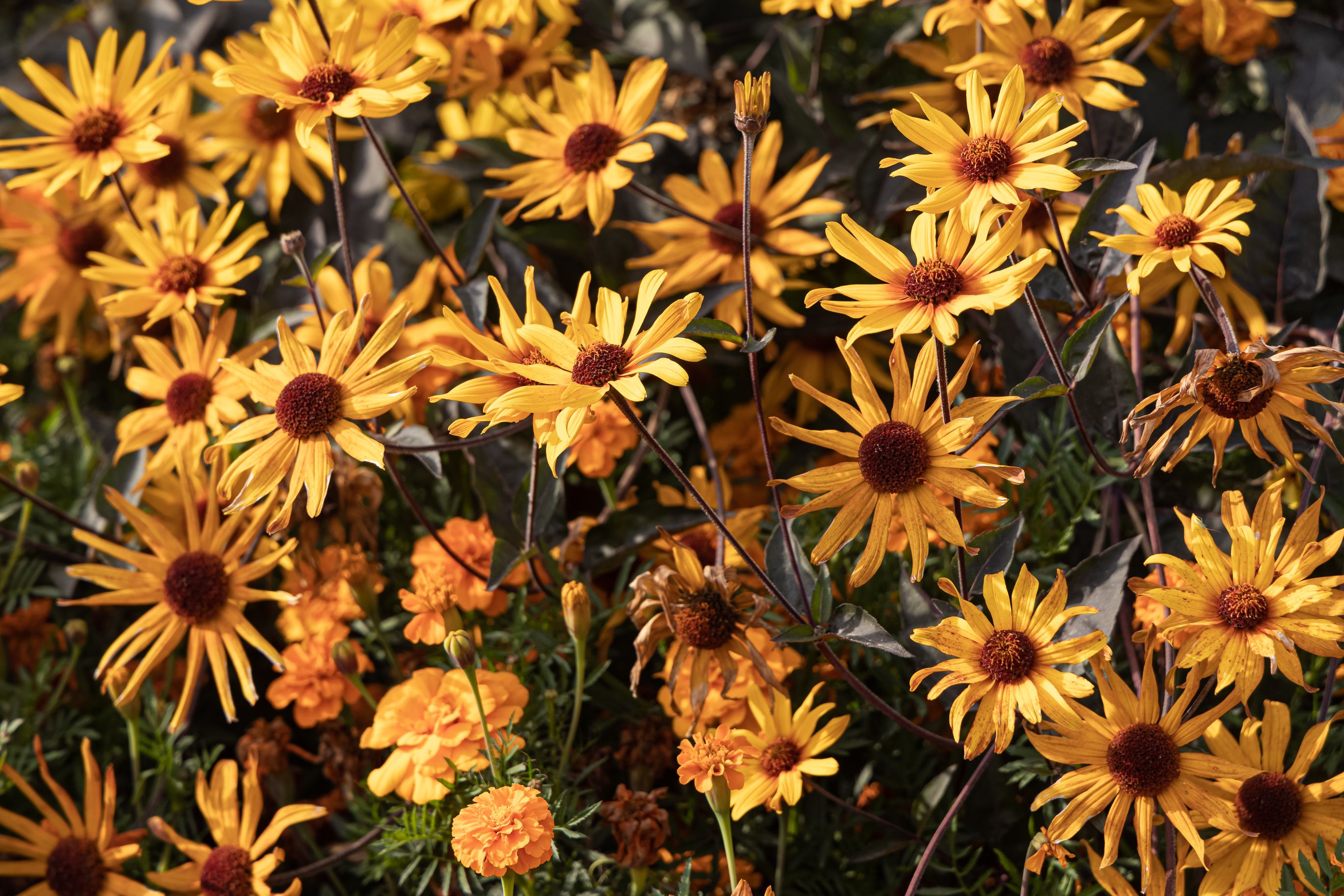 Bouquet of yellow coneflowers is in a autumn garden