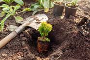 How Far Apart To Plant Your Arborvitae Trees