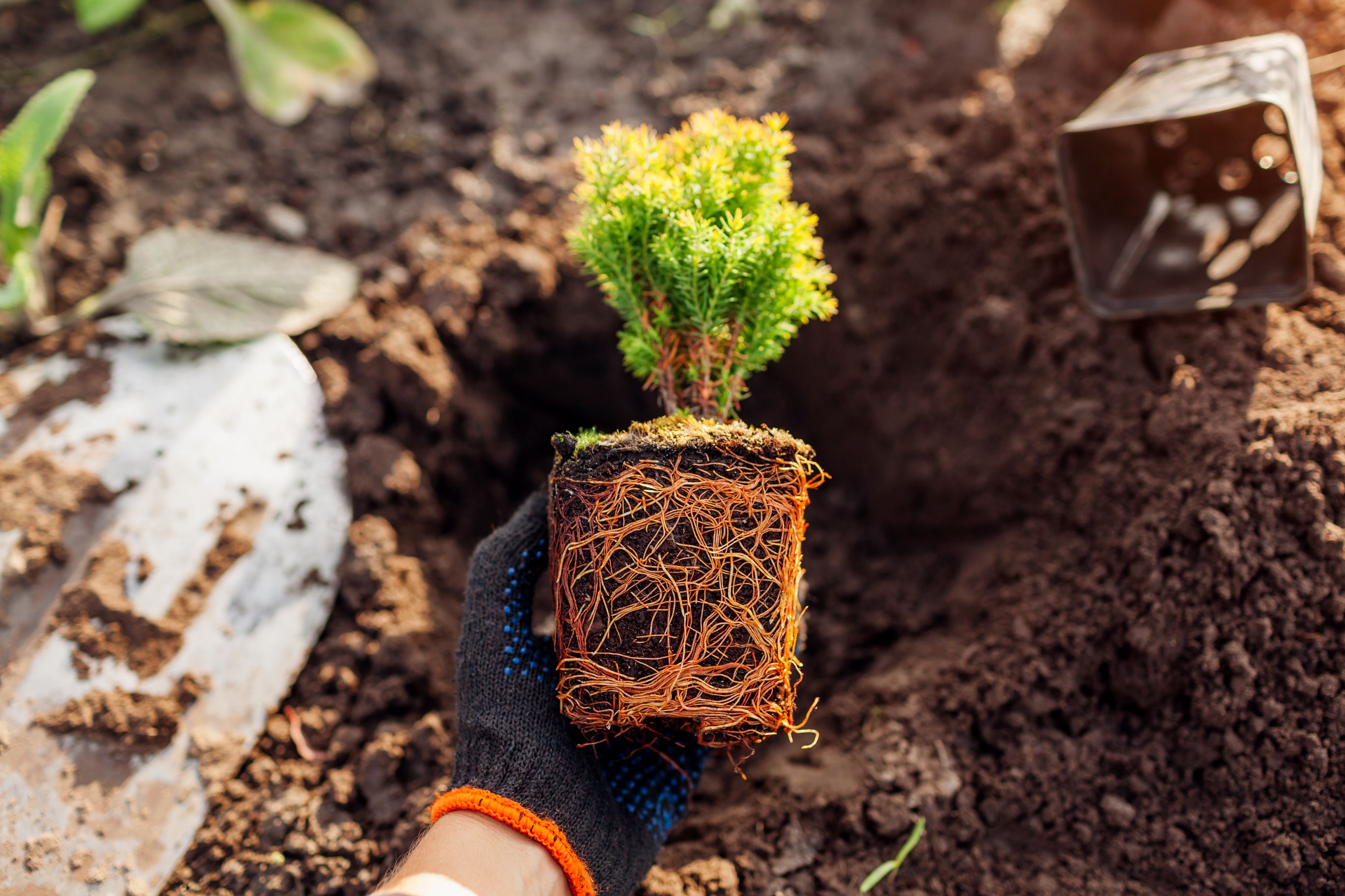 7 Tips For Growing Arborvitae Trees