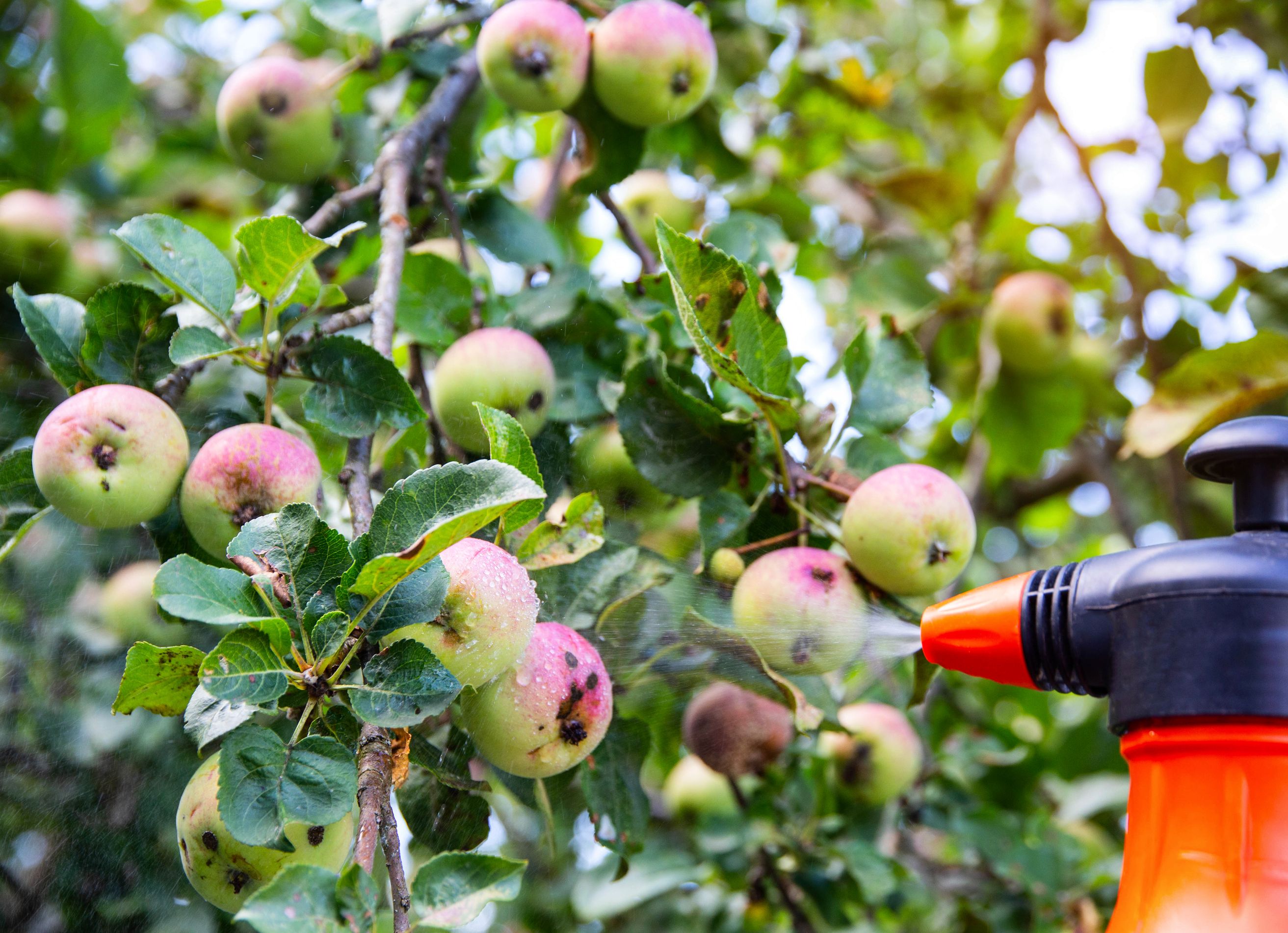5-ways-to-prevent-powdery-mildew-on-your-apple-trees