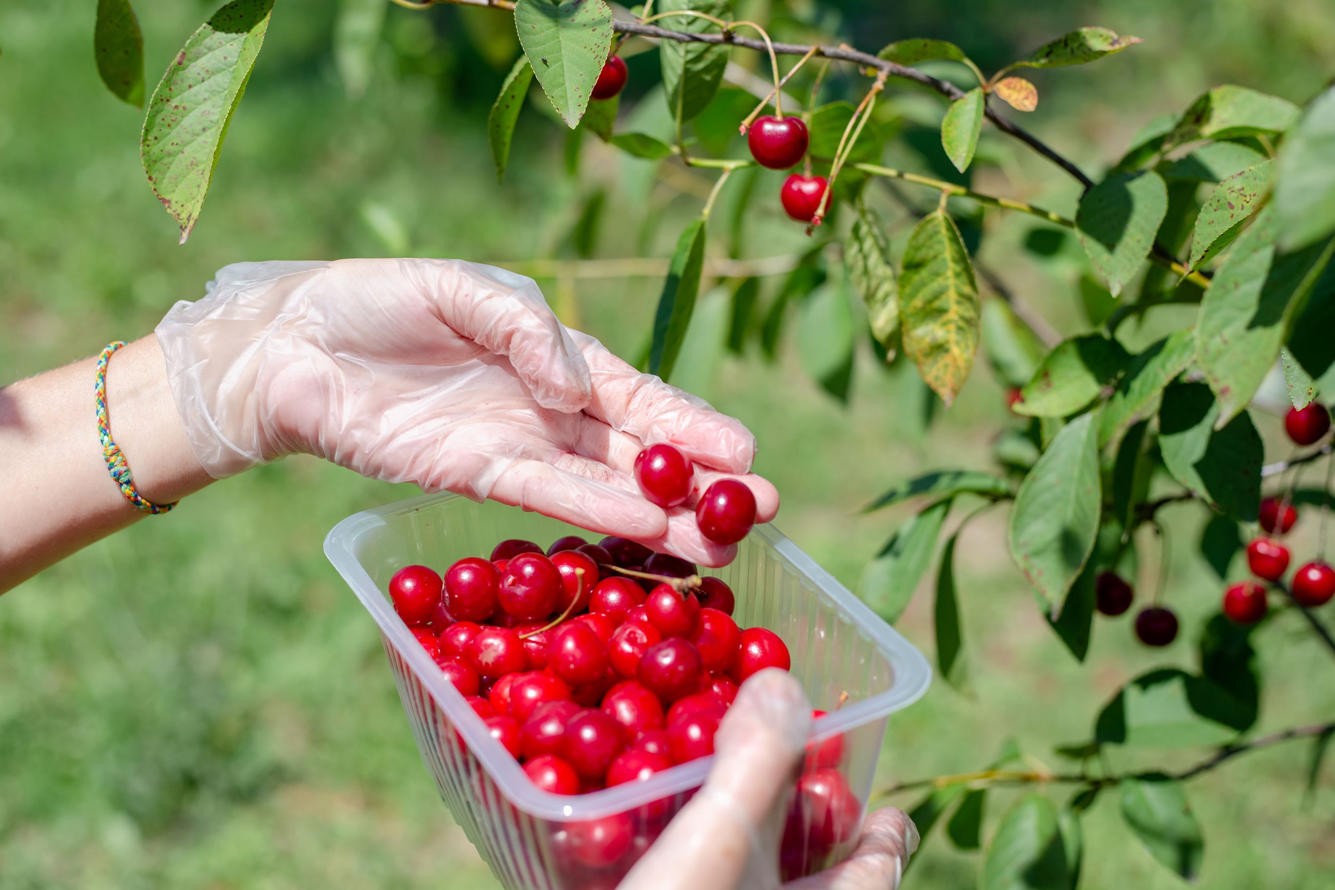 6 Tips For Growing Cherry Trees in Your Garden