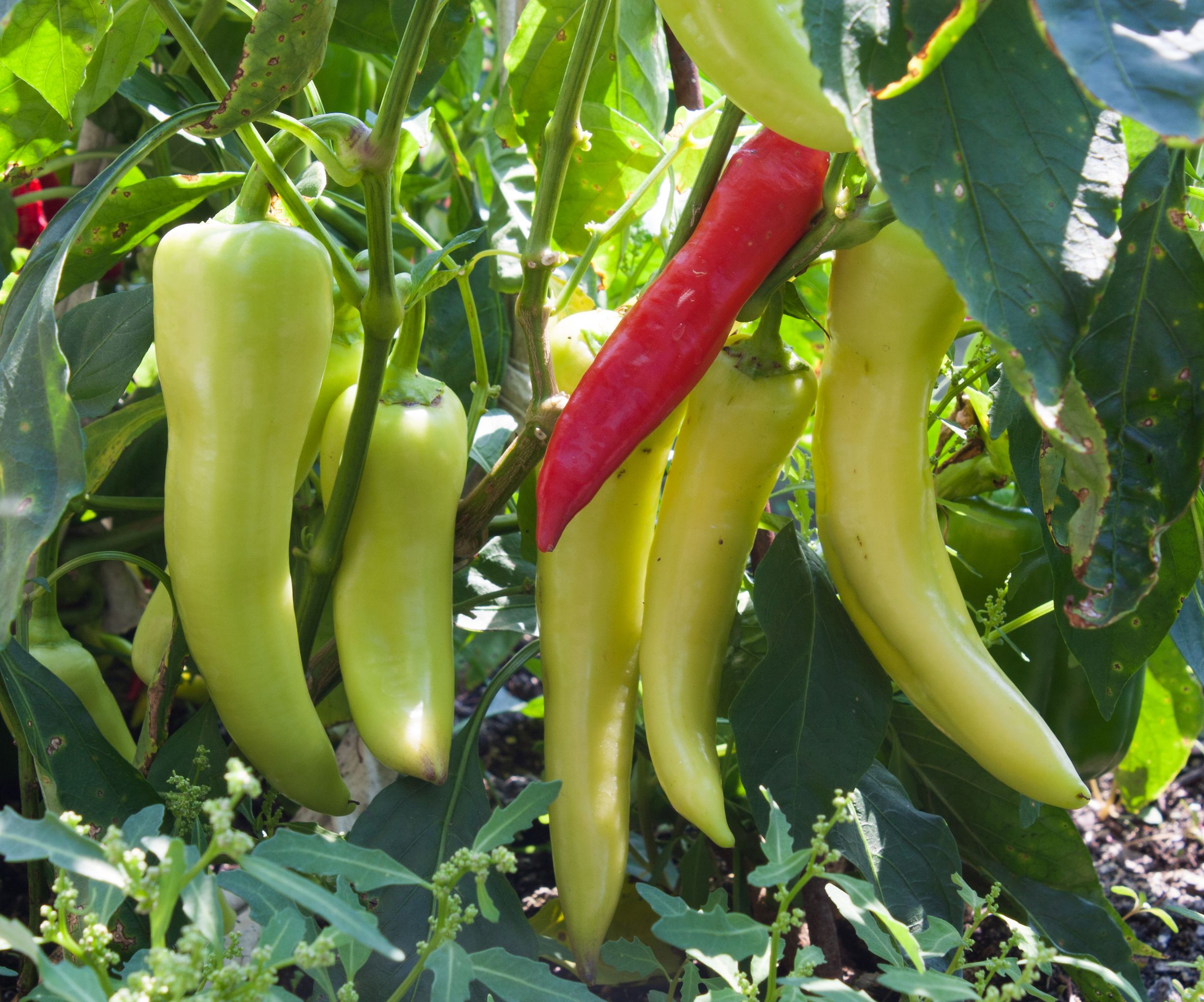5 Tips for Harvesting Banana Peppers
