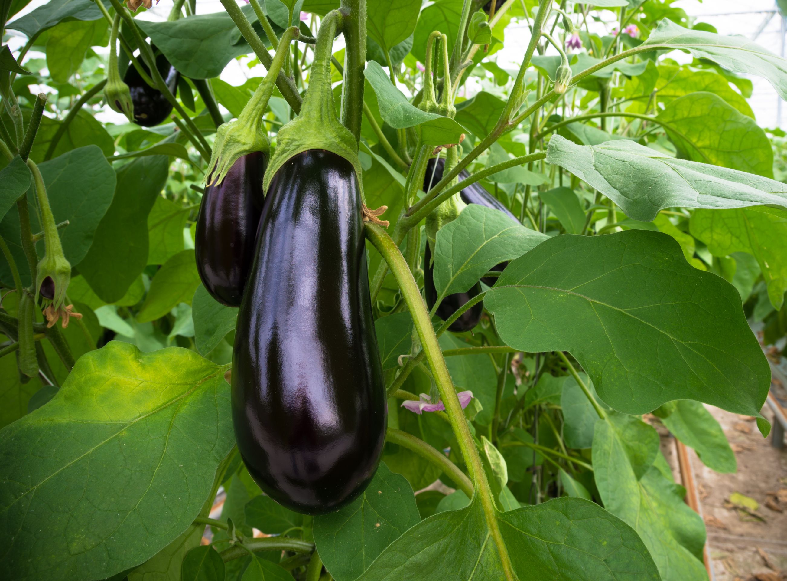 8 Best Companion Plants for Eggplant