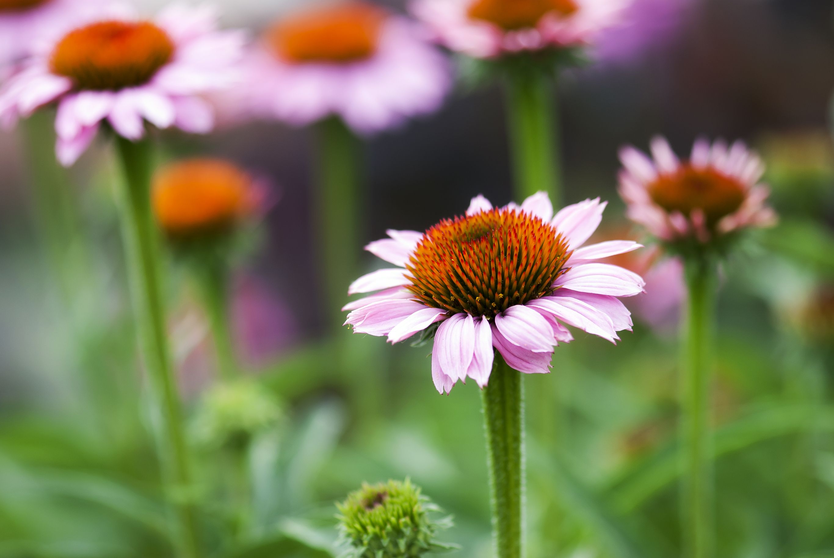When Do Coneflowers Bloom?