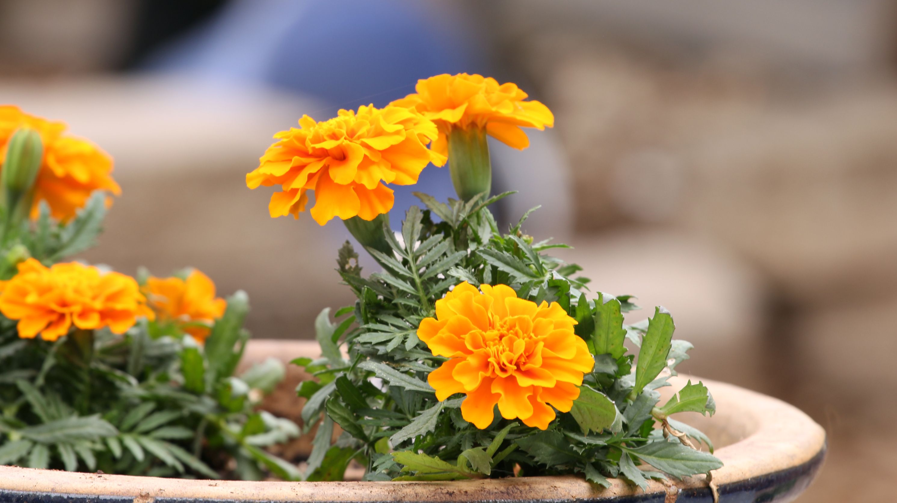 7 Tips For Caring For Your Potted Marigolds