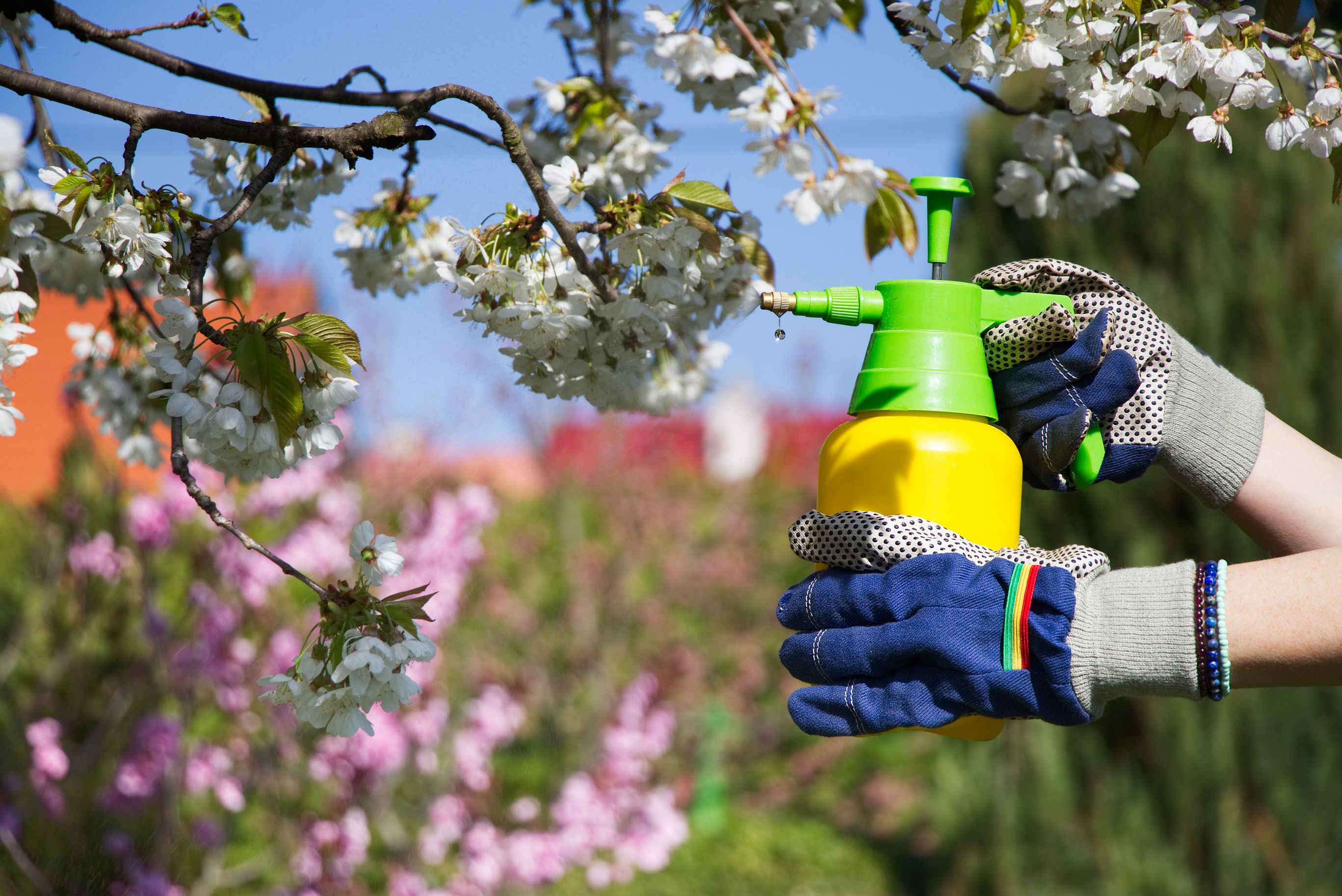 spraying fruit tree to prevent disease 