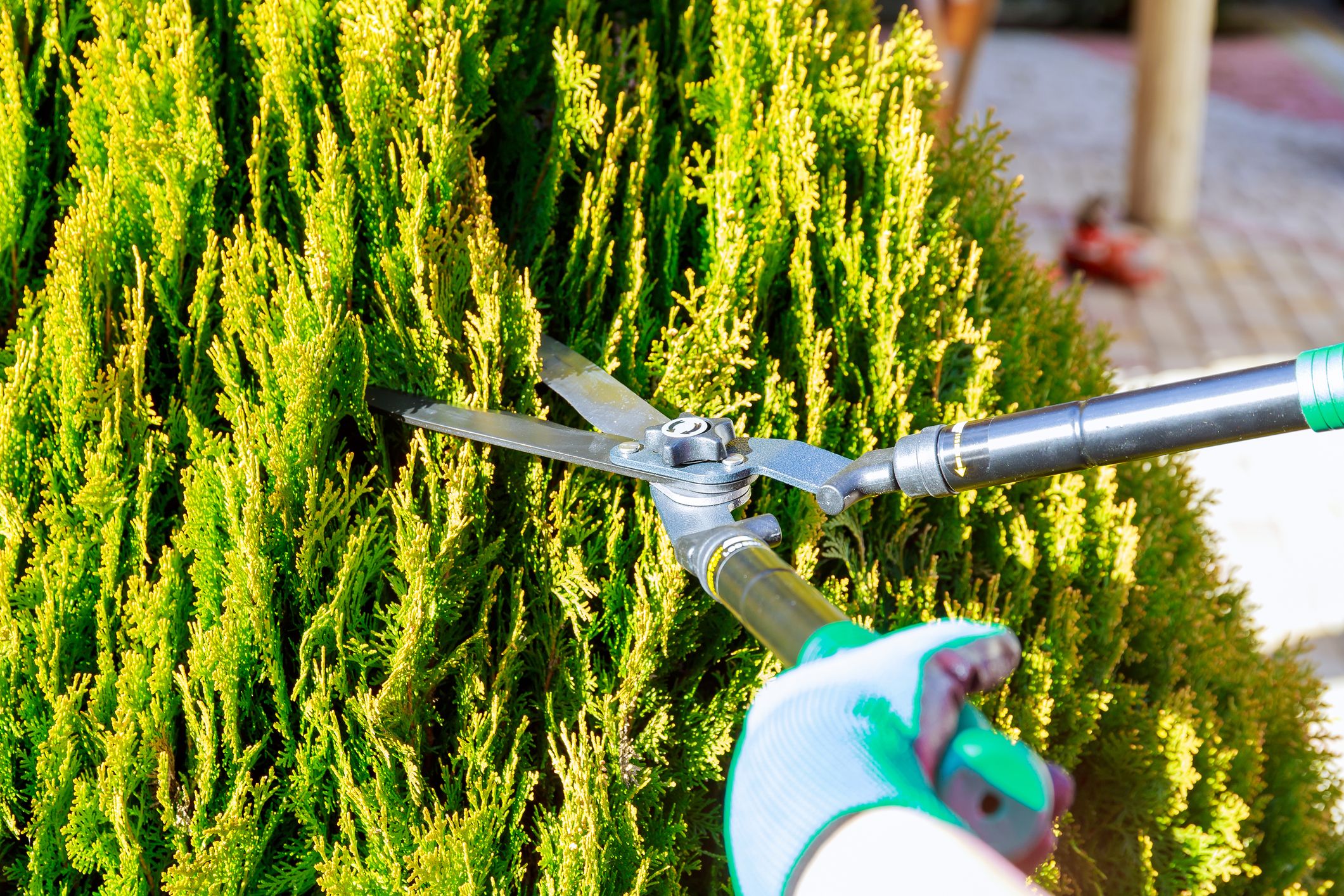 How Far Apart to Plant Your Arborvitae Trees
