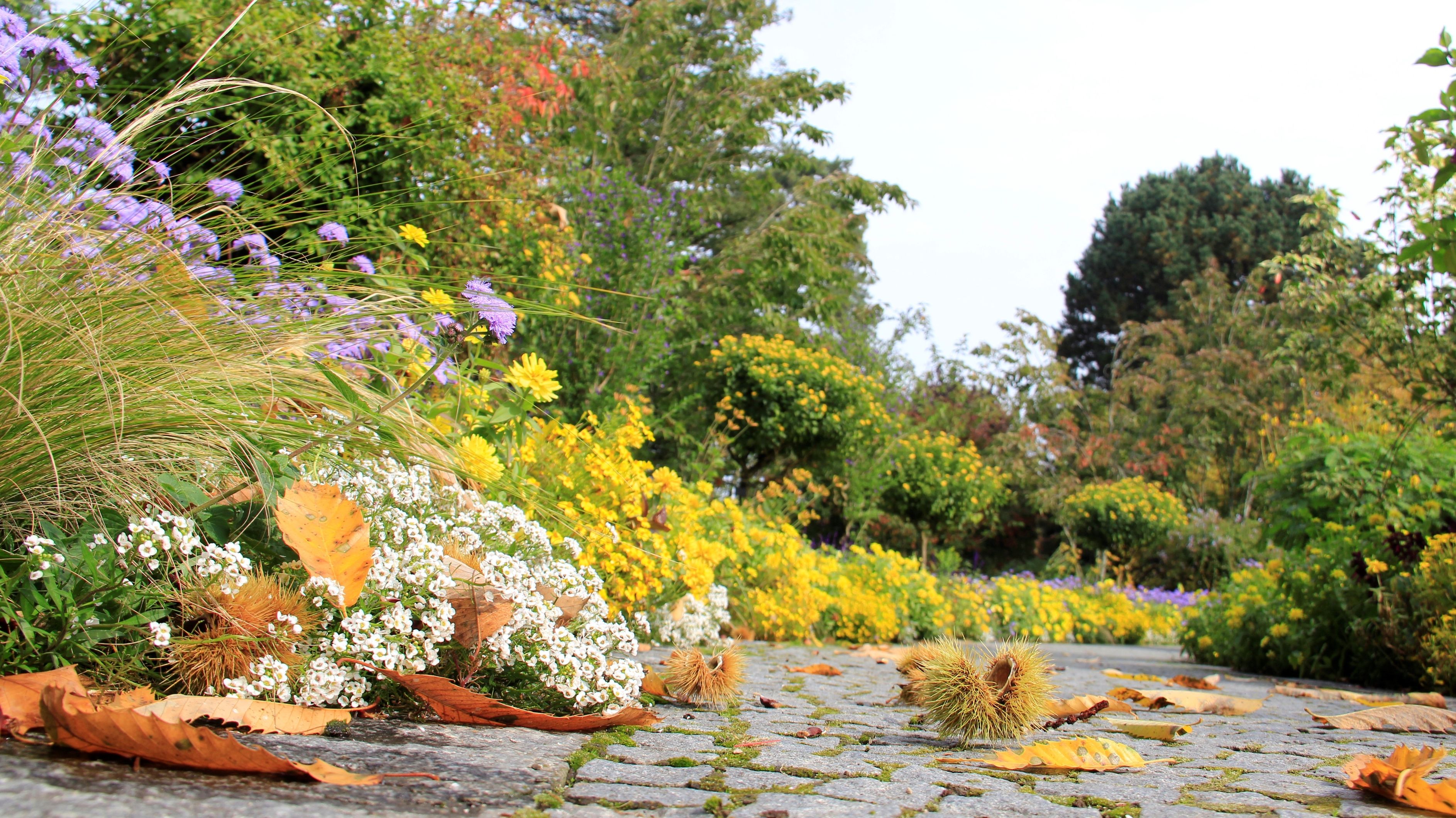 Fall leaves and Flower garden in autumn