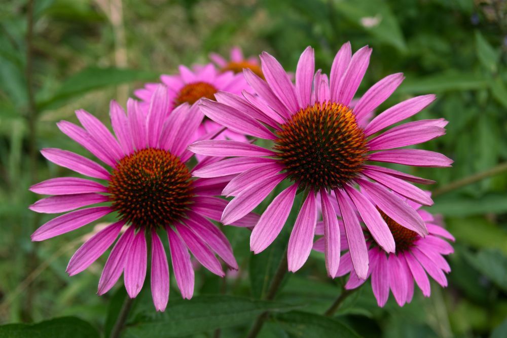 should-you-cut-back-your-coneflowers-in-fall