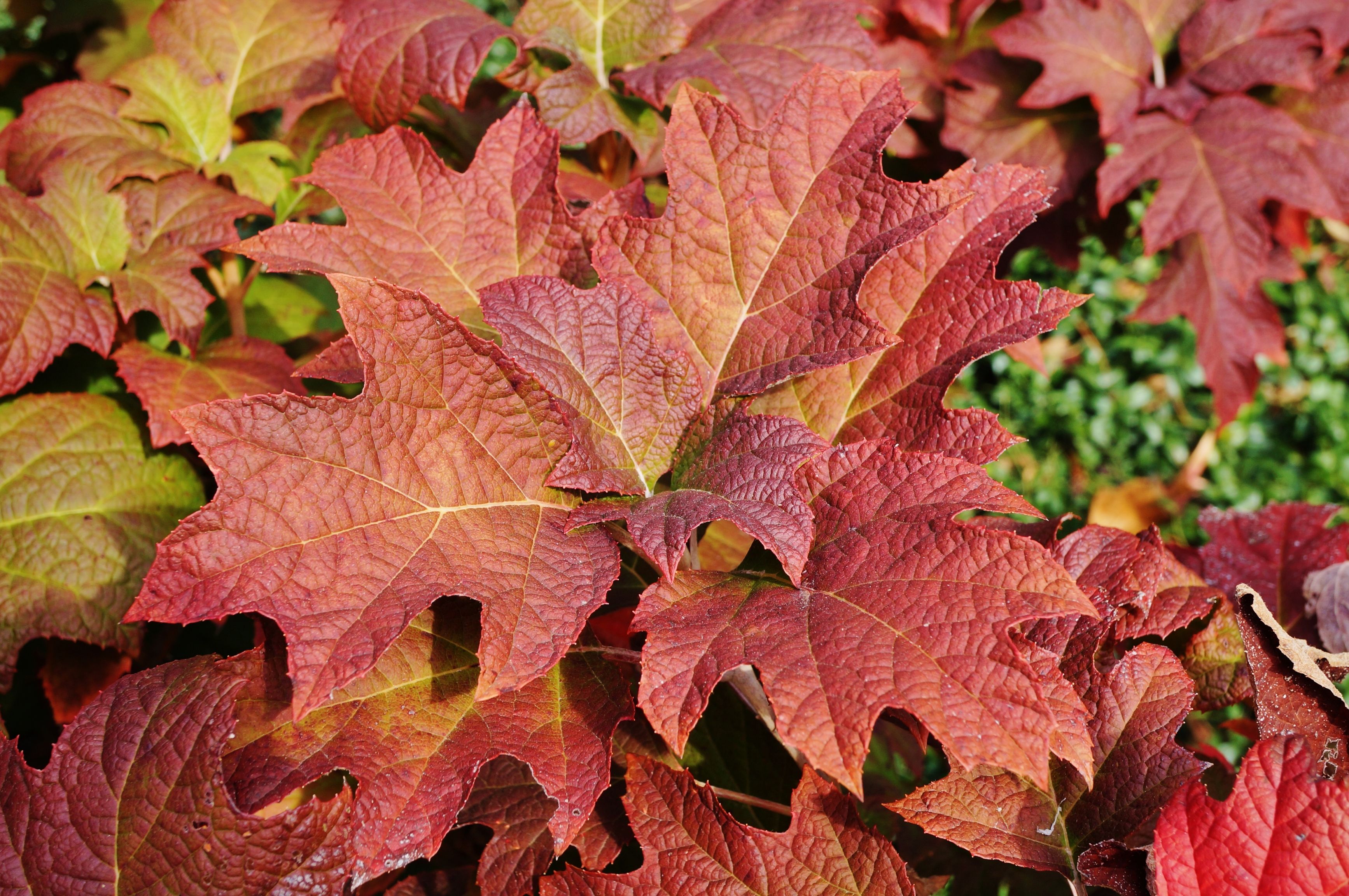 7 Tips For Pruning Oakleaf Hydrangeas