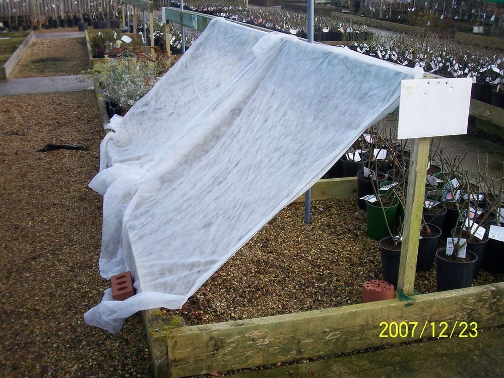 3 Ways to Overwinter Your Potted Mums