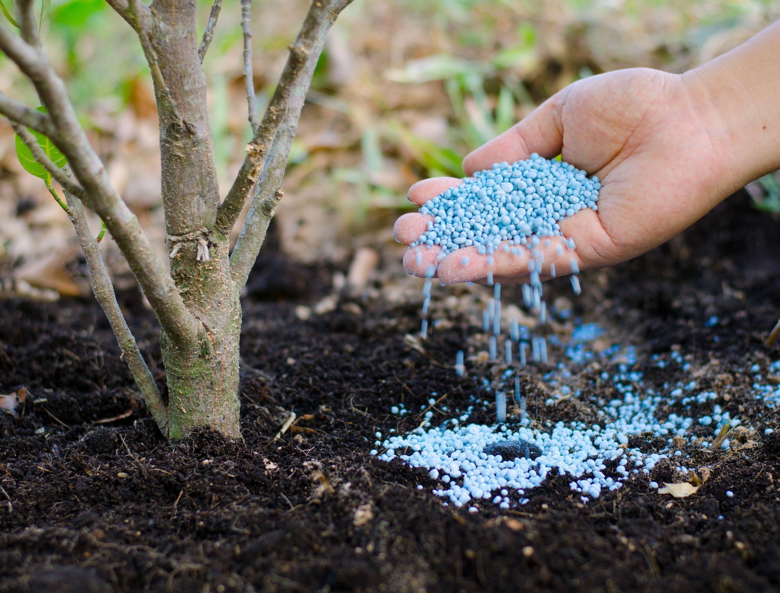 5 Best Fertilizers For Your Trees and Shrubs