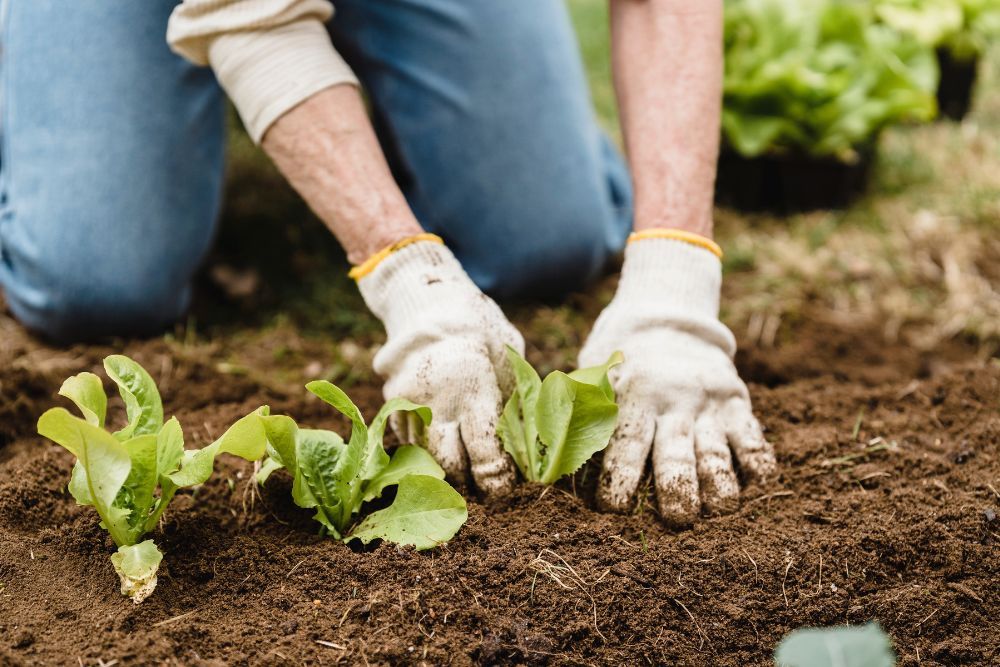 Should You Mulch Your Vegetable Garden in the Fall?