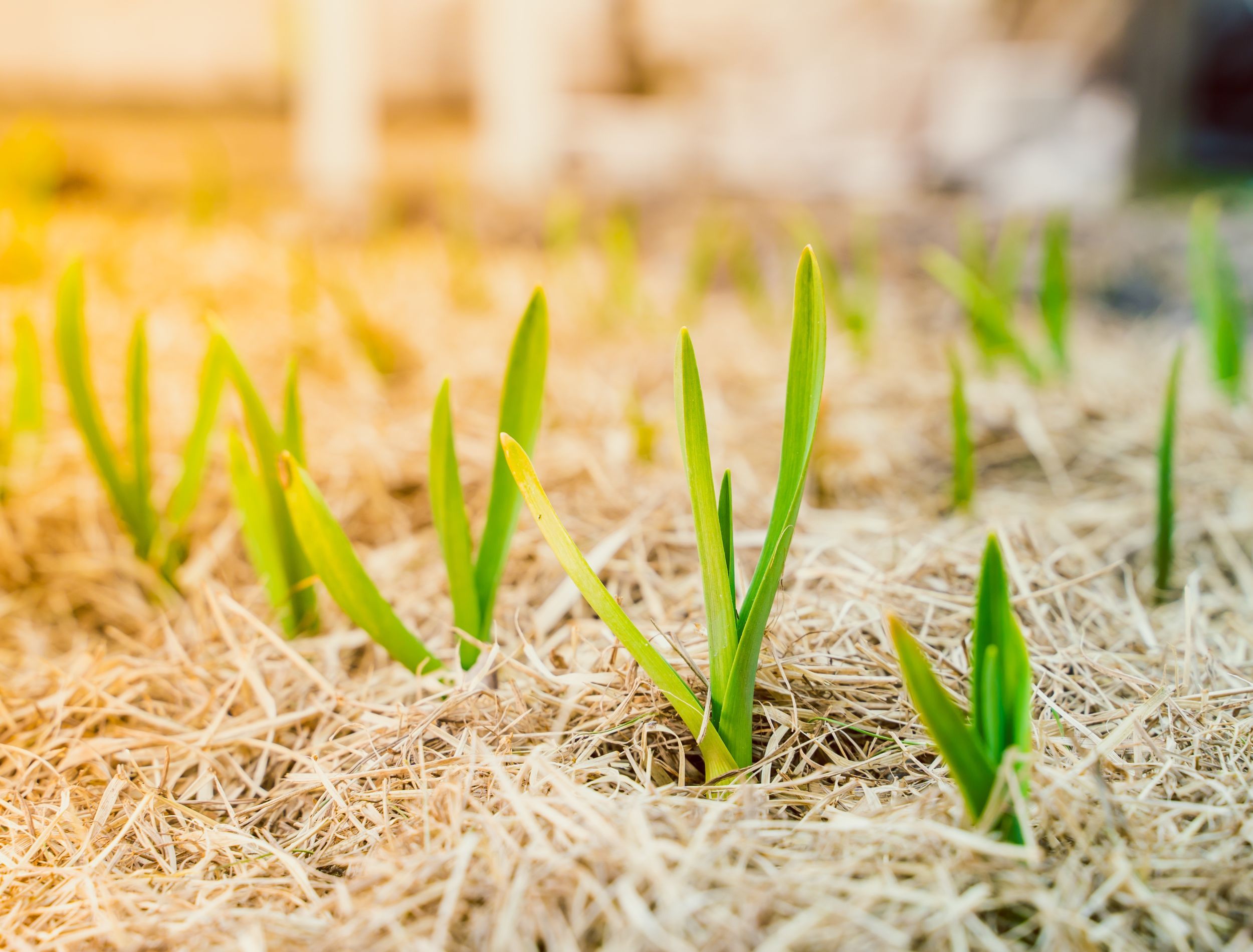 The Best Mulch For Garlic