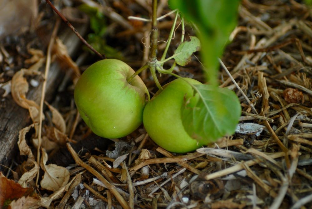 7 Green Apple Varieties to Grow in Your Garden
