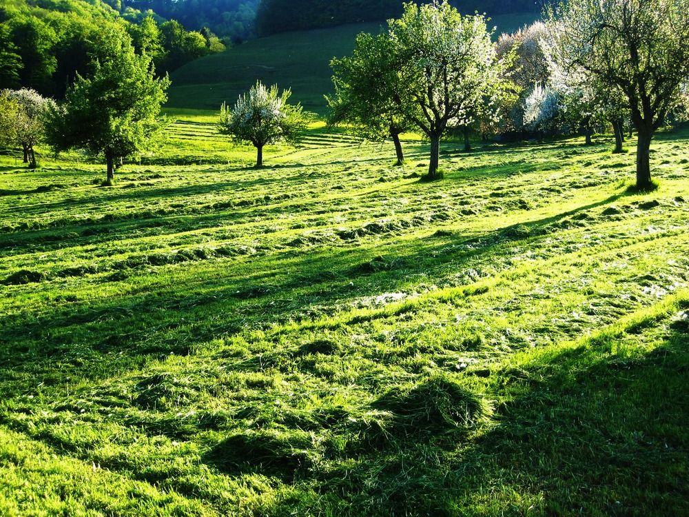 The Best Mulch for Boxwoods