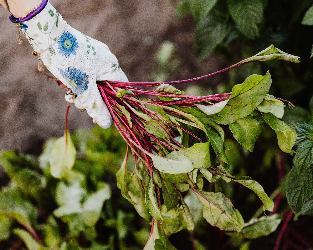 7 Tips for Harvesting Beets From Your Garden