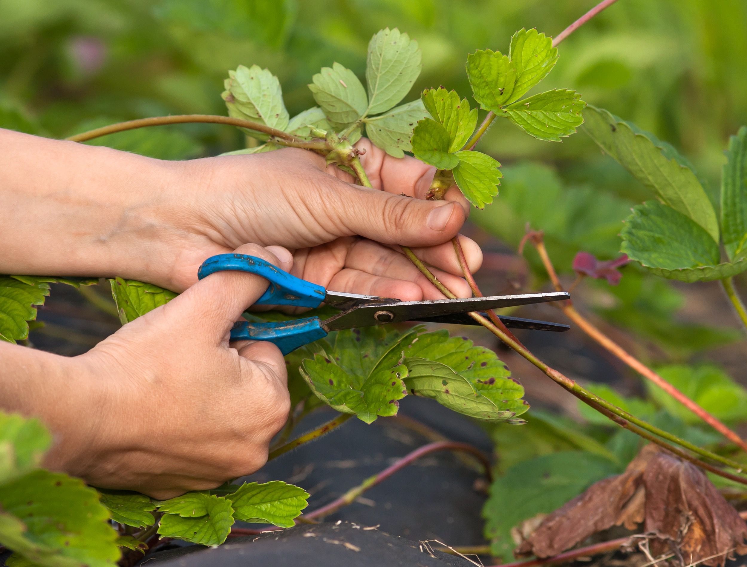 Hands of gardener cutting strawberry